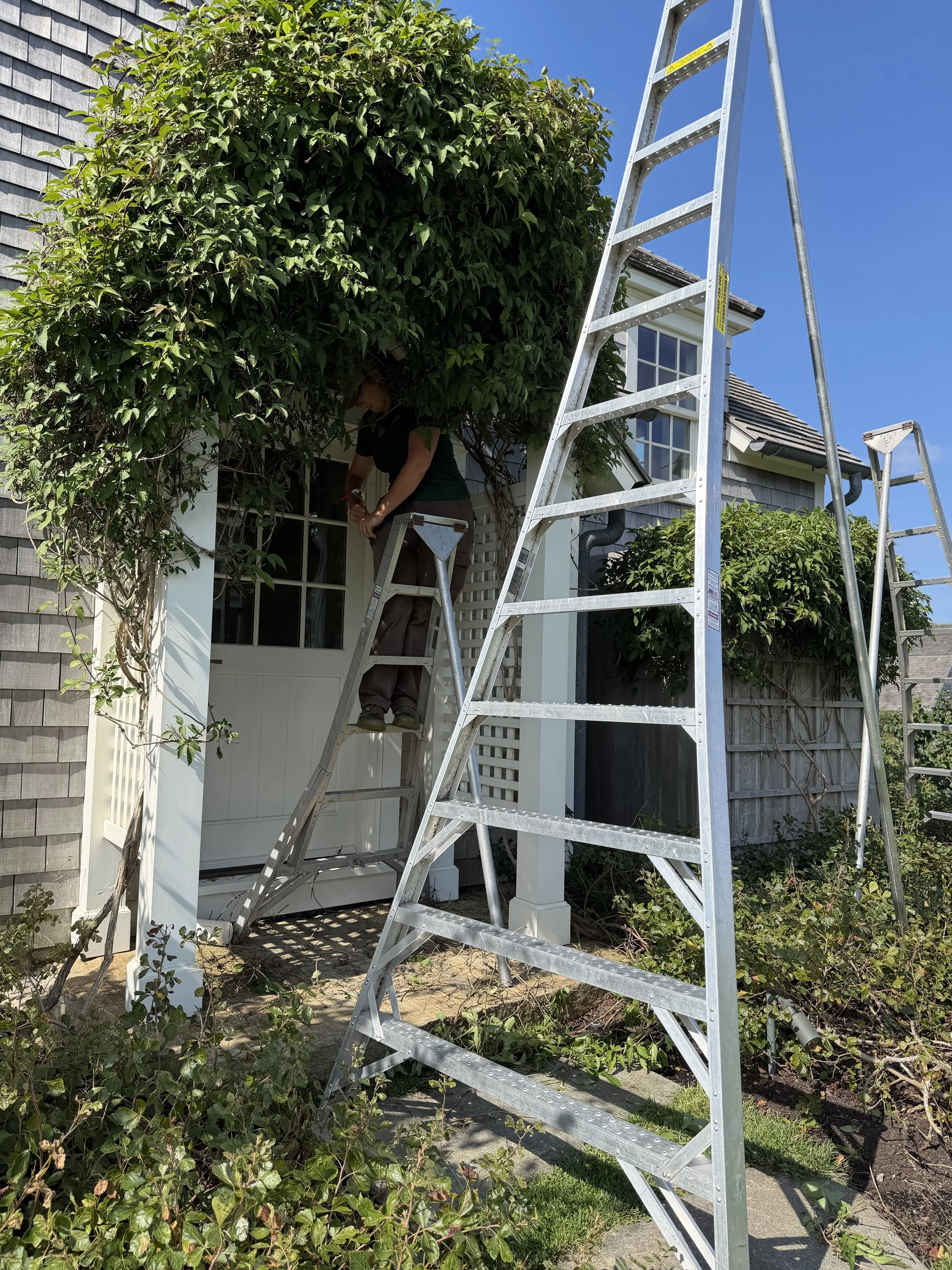 Person trimming a bush in front of a house using a ladder for support.