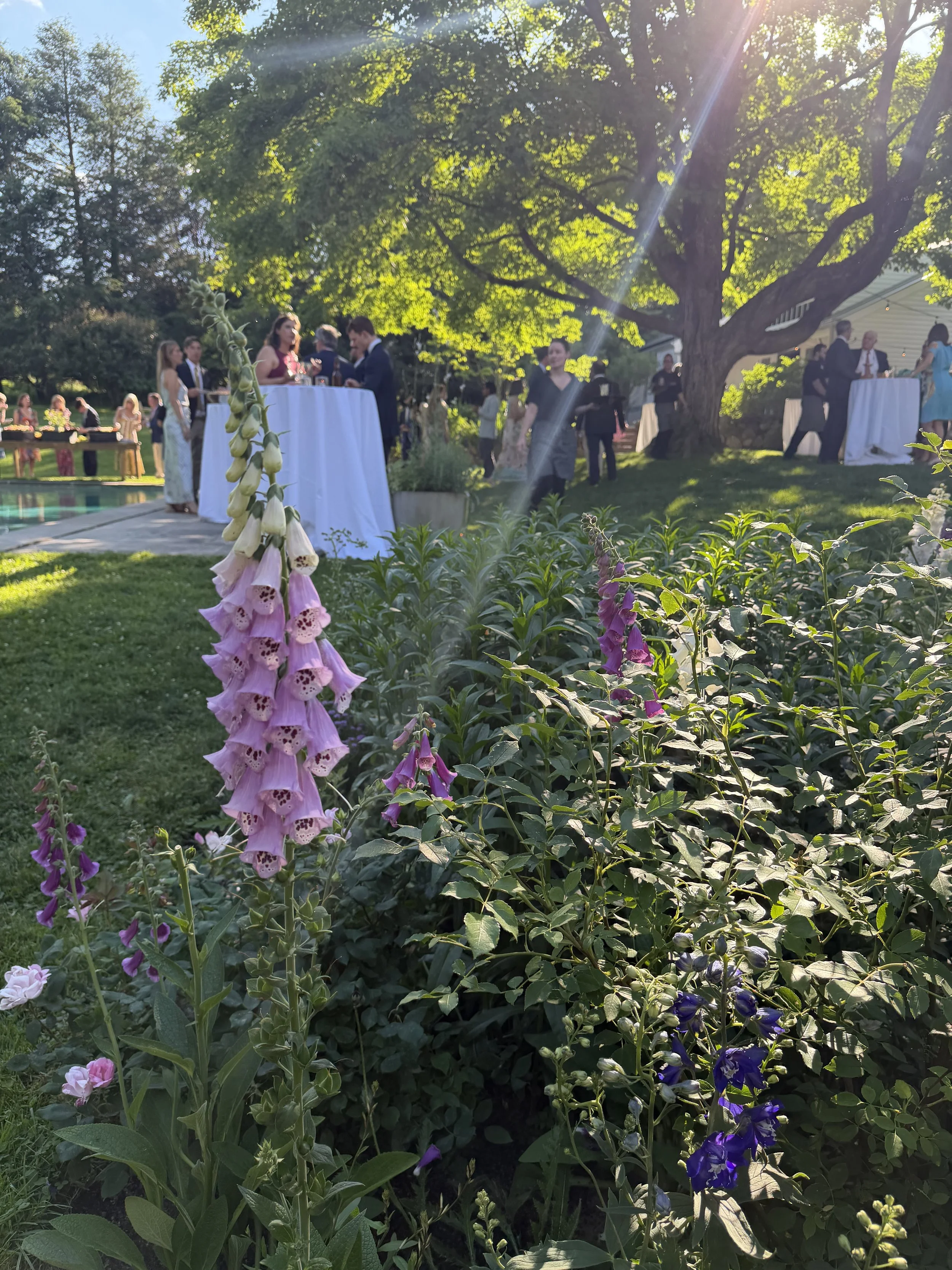 A garden scene with various flowers in the foreground, tall green plants, and a large tree with sunlight streaming through its leaves. In the background, people are socializing around high tables outdoors, with some near a pool and others standing on