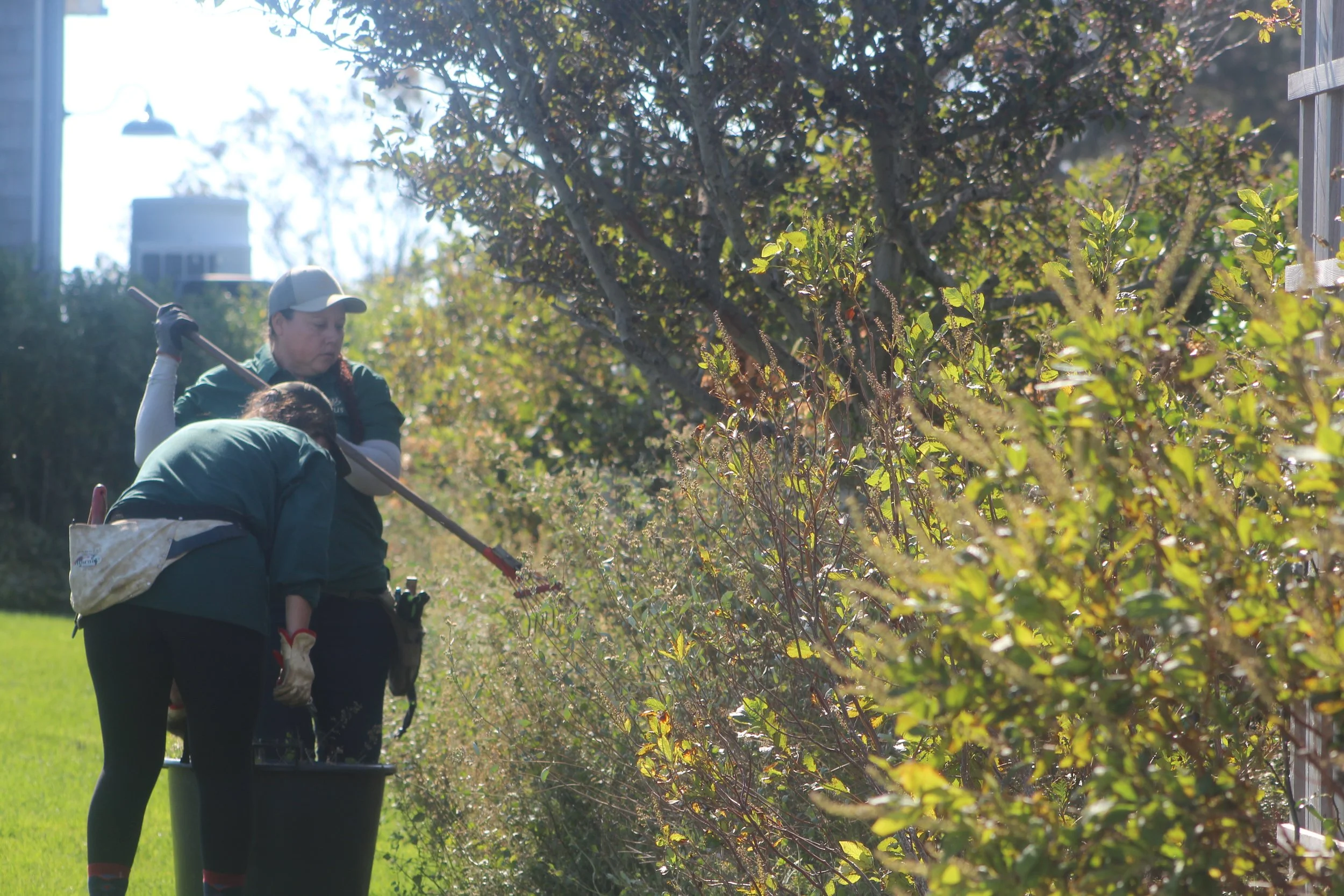 Two women working in an outdoor garden, trimming bushes with clipper tools on a sunny day, with trees and buildings in the background.