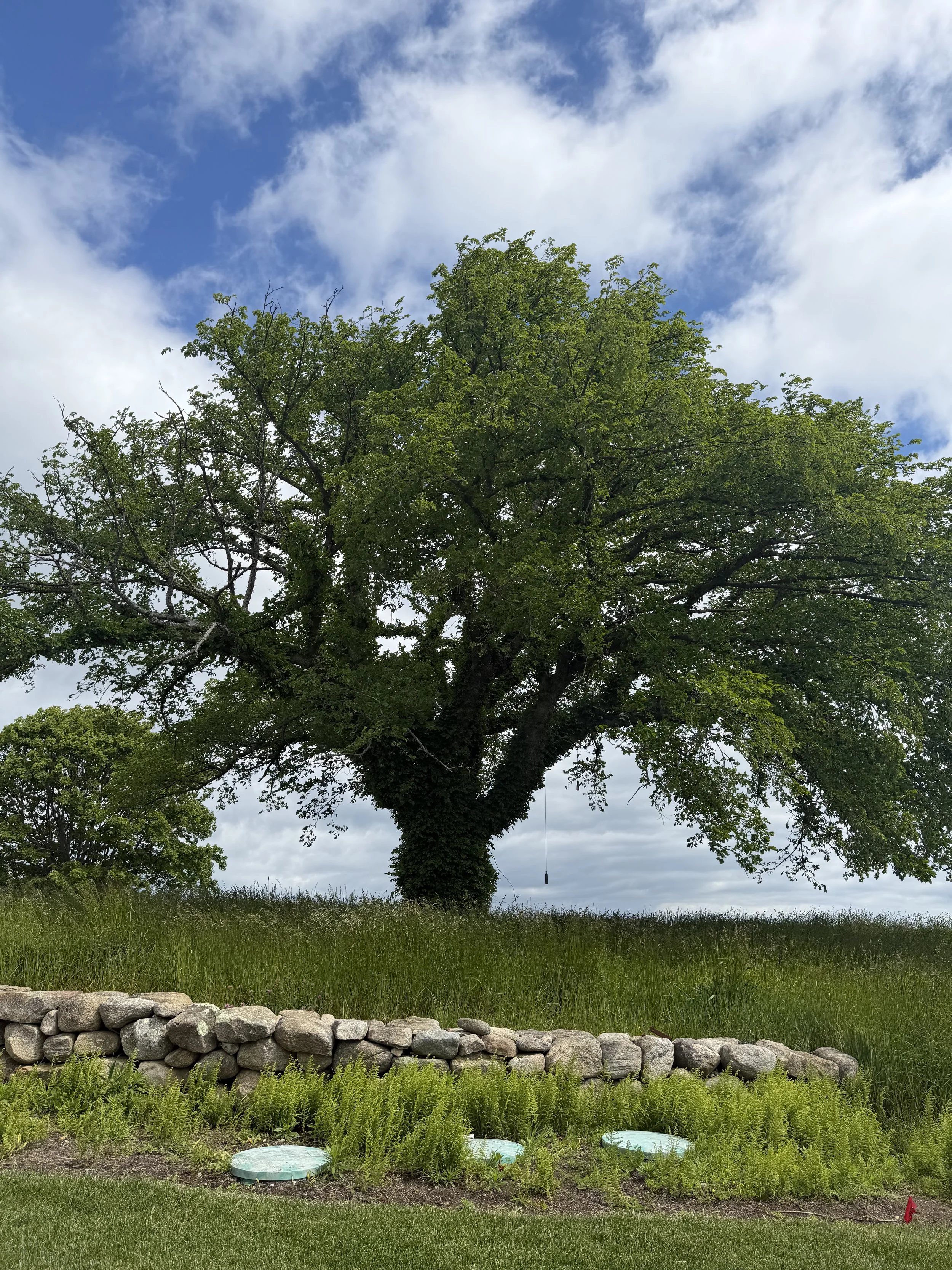 A large tree with lush green leaves in a grassy area, a stone wall in the foreground, and a partly cloudy sky overhead.