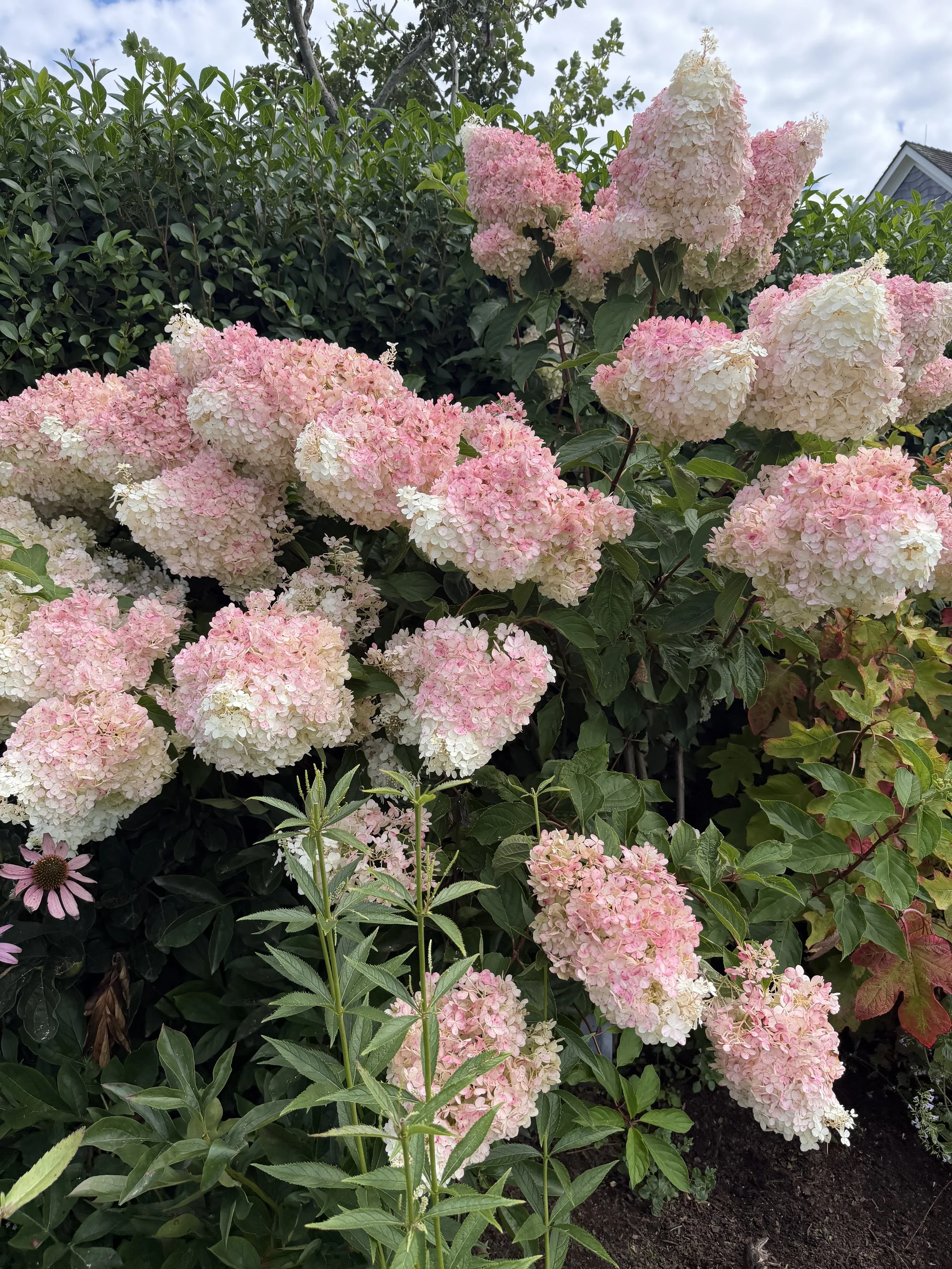 Pink and white hydrangea flowers blooming in a garden with green foliage and a house in the background.