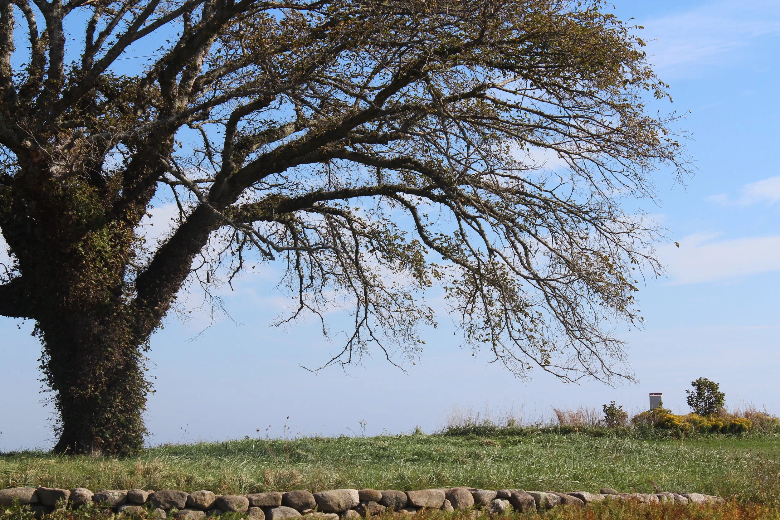 A large tree with sparse leaves on a grassy field, under a partly cloudy sky.