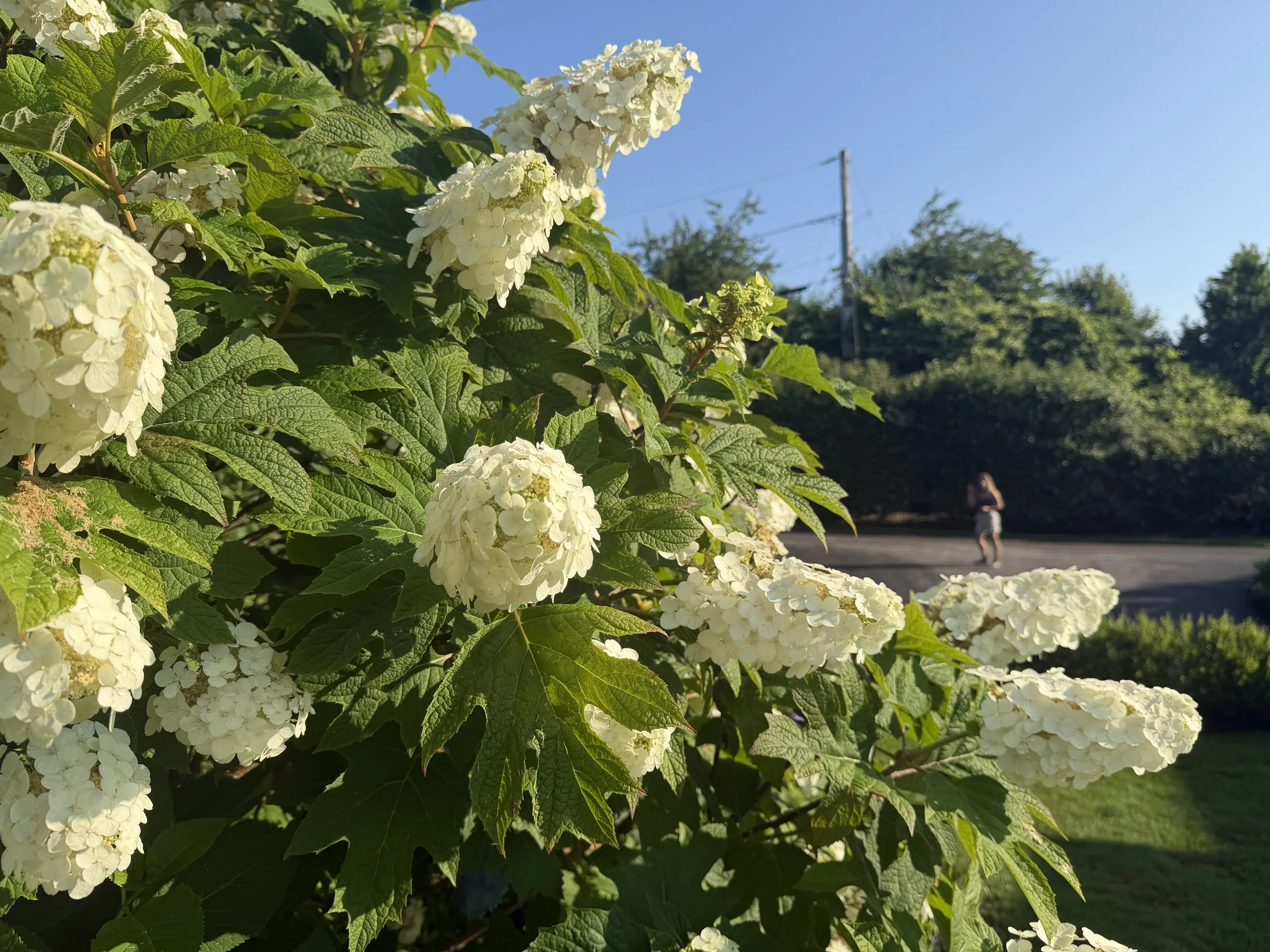 White hydrangea flowers blooming on green leaves with a clear blue sky in the background and a person walking in the distance.