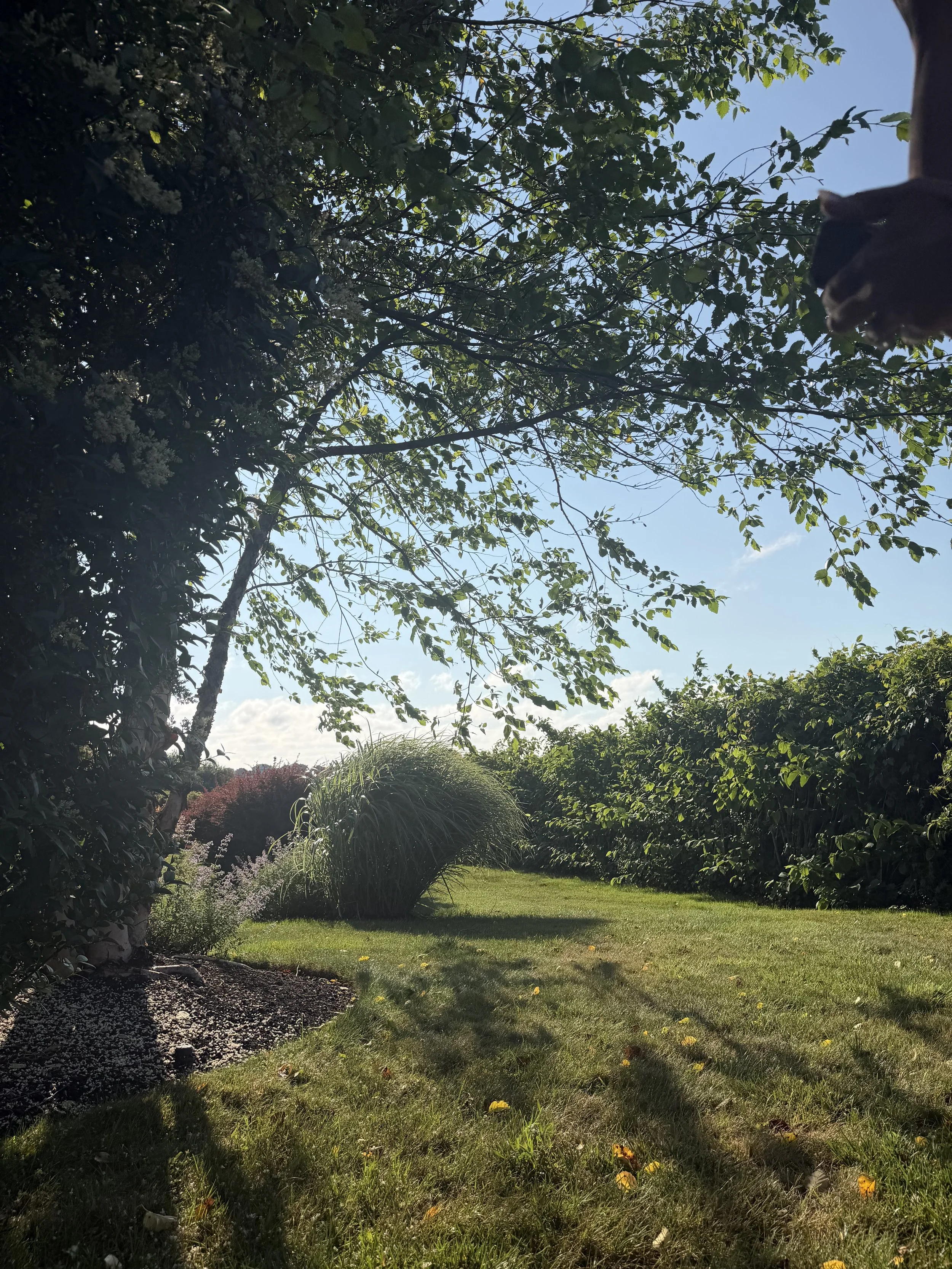 Sunlit garden with lush green trees, bushes, and grass. Yellow flowers and fallen petals are scattered on the lawn. Bright blue sky with a few clouds visible through the tree canopy.