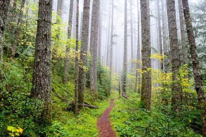 A narrow dirt trail winds through a lush green forest with tall trees and fog in the background.