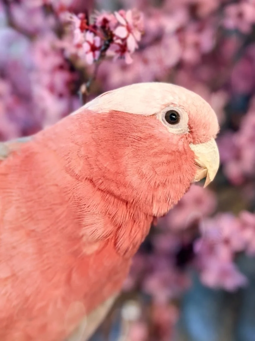 Close-up of a pink and white parrot with a pink background of cherry blossoms.