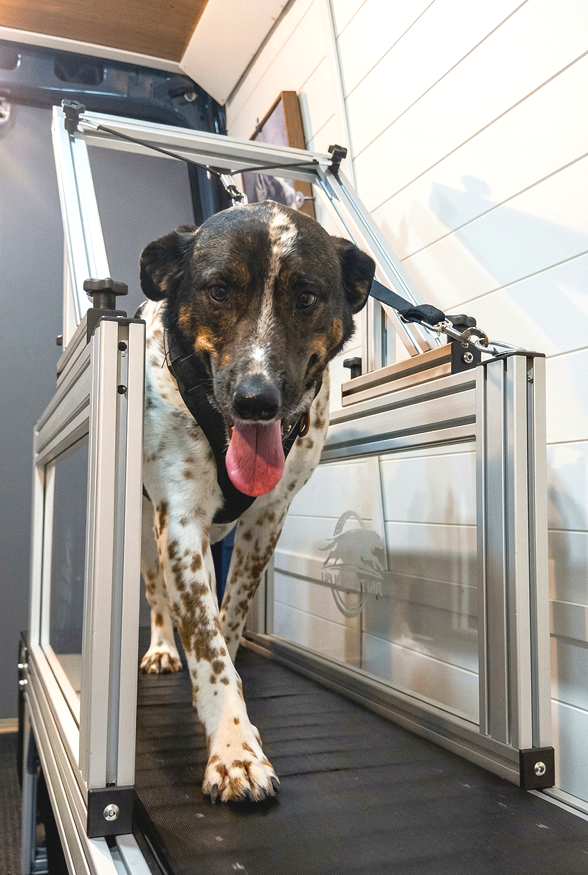 Dog exercising on a treadmill inside the Tread Tails mobile dog gym.