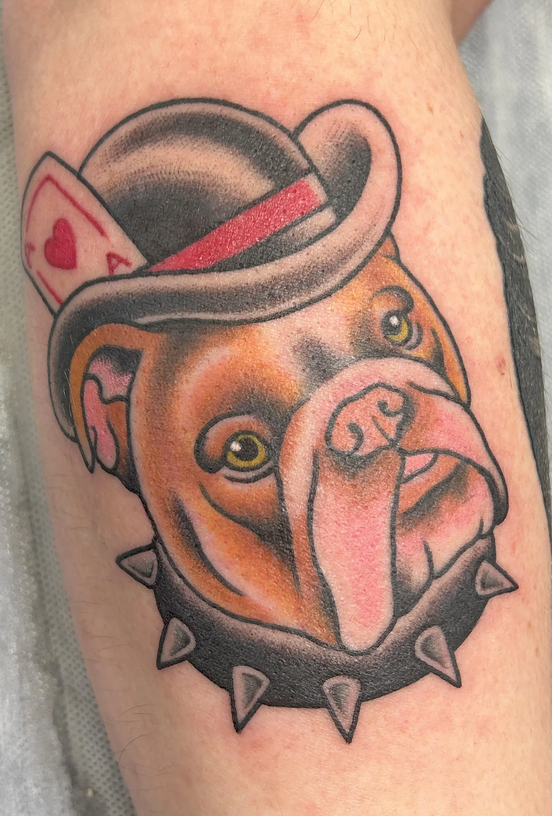 clare-hampshire-bulldog.jpg