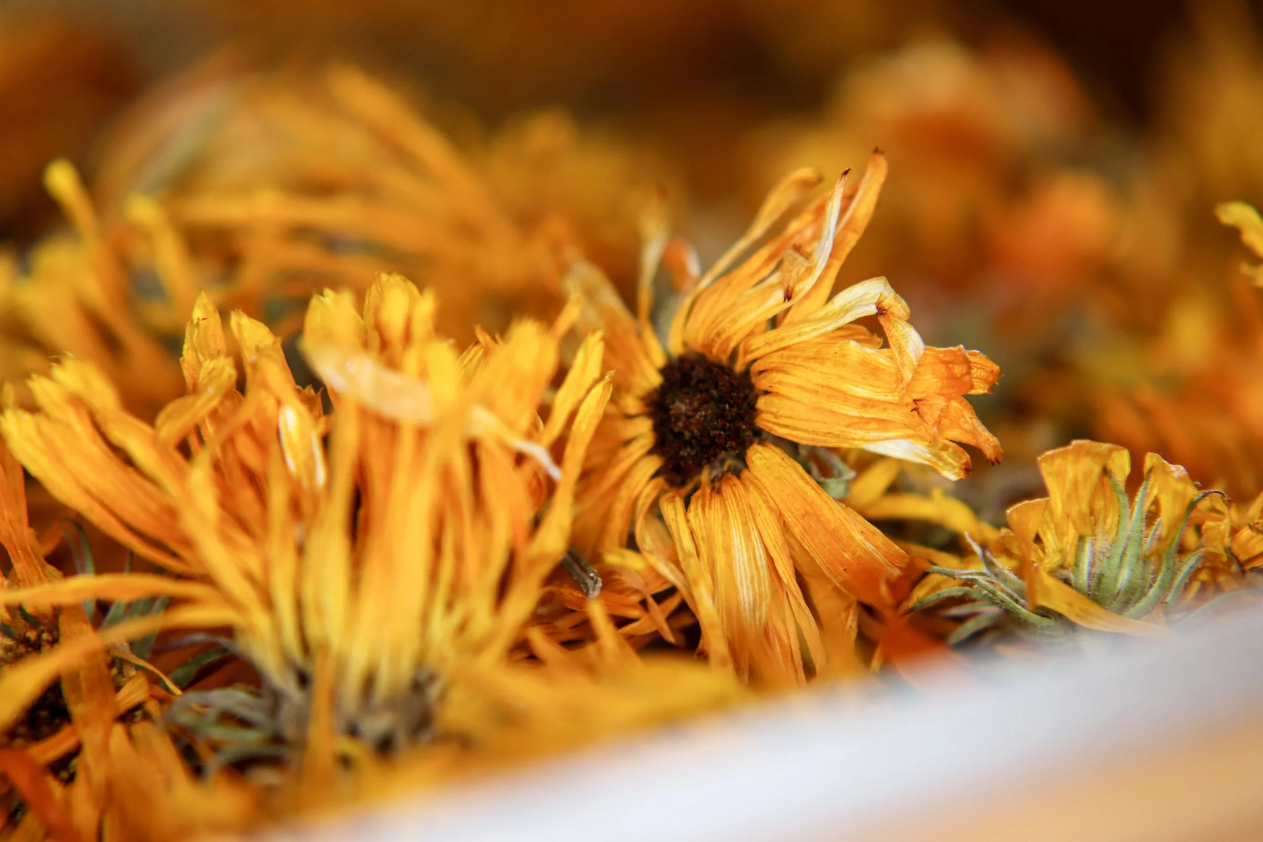 Close-up of dried orange and yellow flowers, with black centers and withering petals.