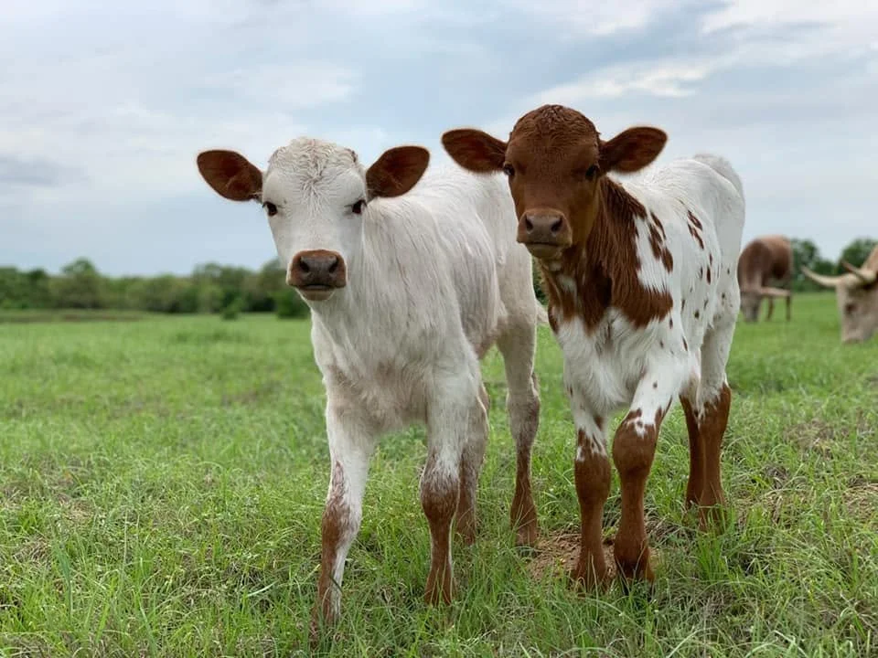 Two young calves standing in a green pasture at DGF Ranch in Central Texas.