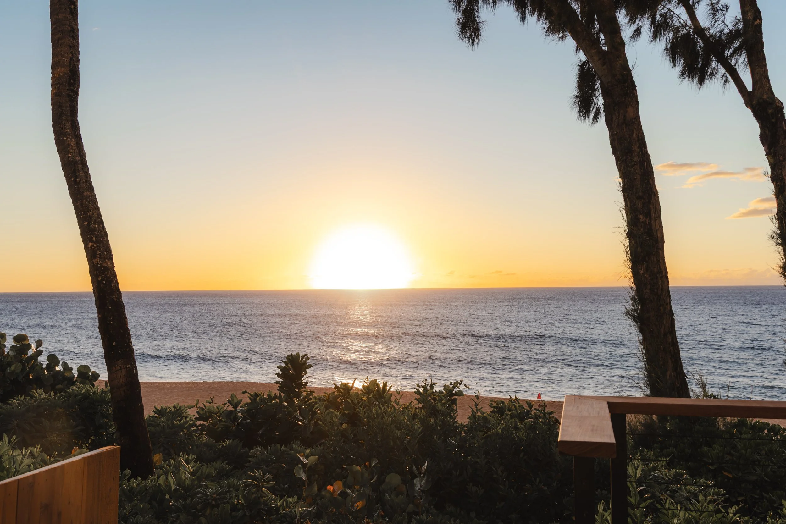 Sunset over the ocean with palm trees in the foreground and a wooden fence and plants at the bottom.
