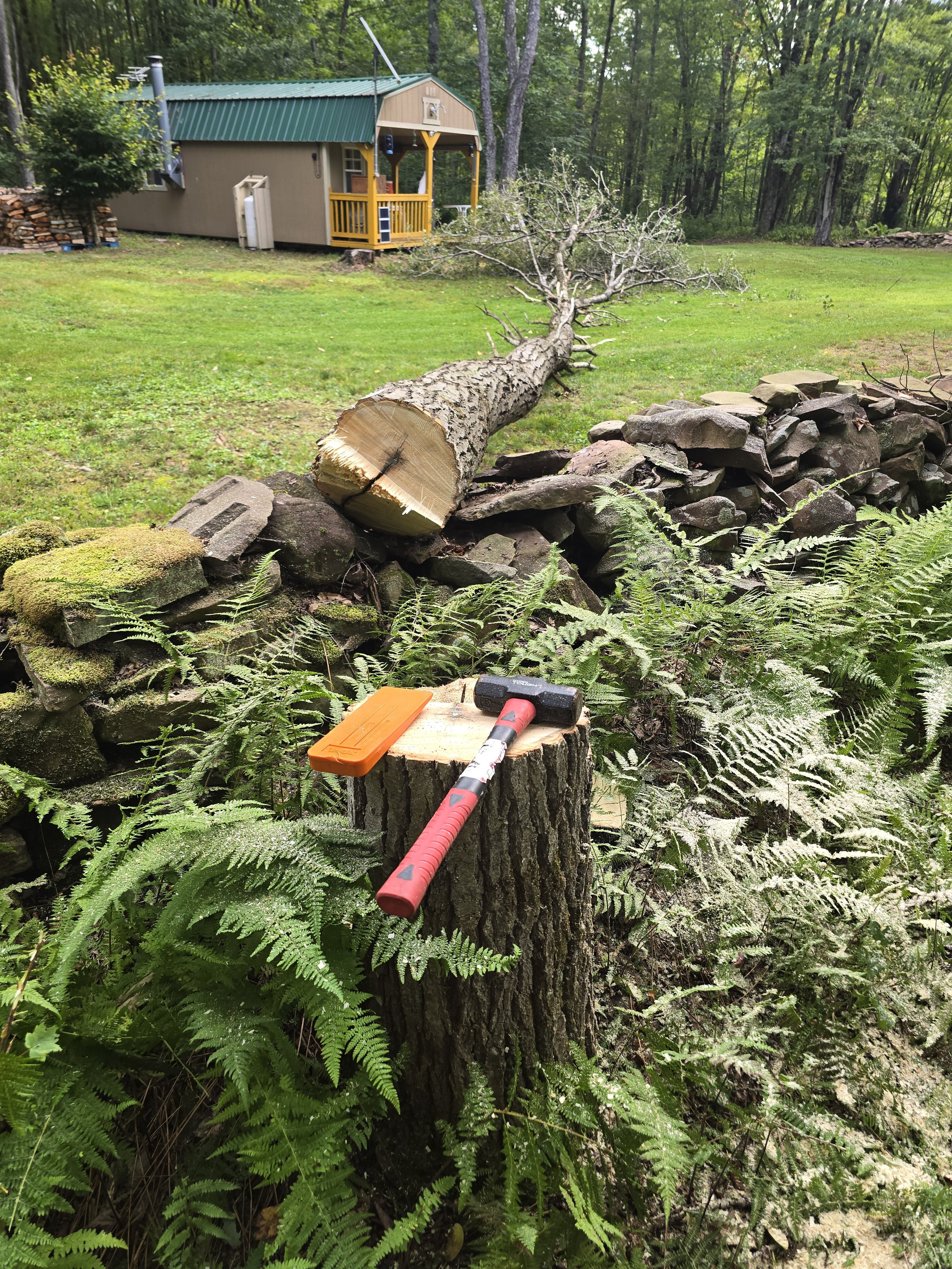 A fallen tree on a stone wall in a backyard with a grassy lawn, a small shed, and dense trees in the background. There are tools near the tree, including a hammer and an orange-handled tool.
