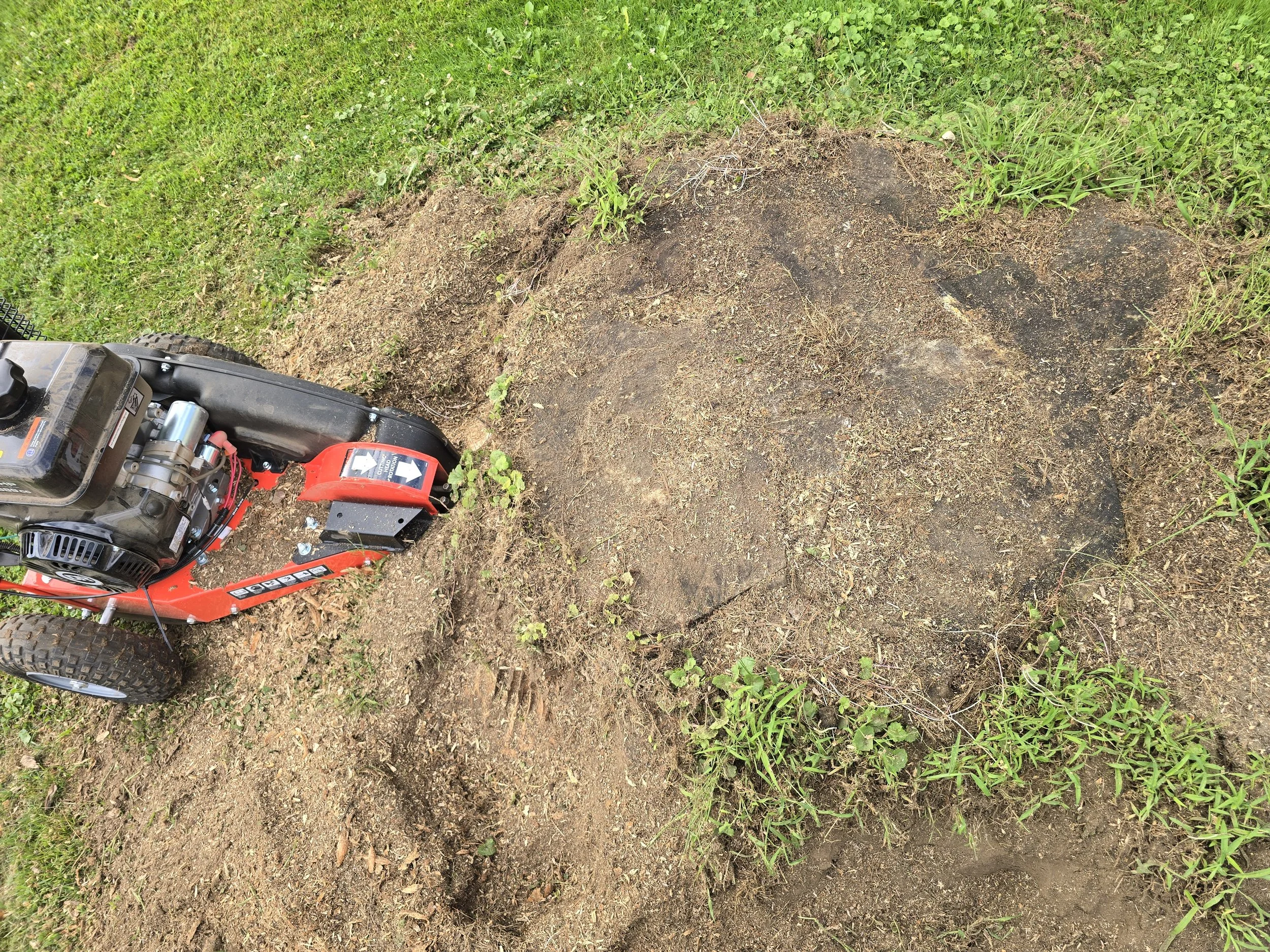 Before: This stump was HUGE