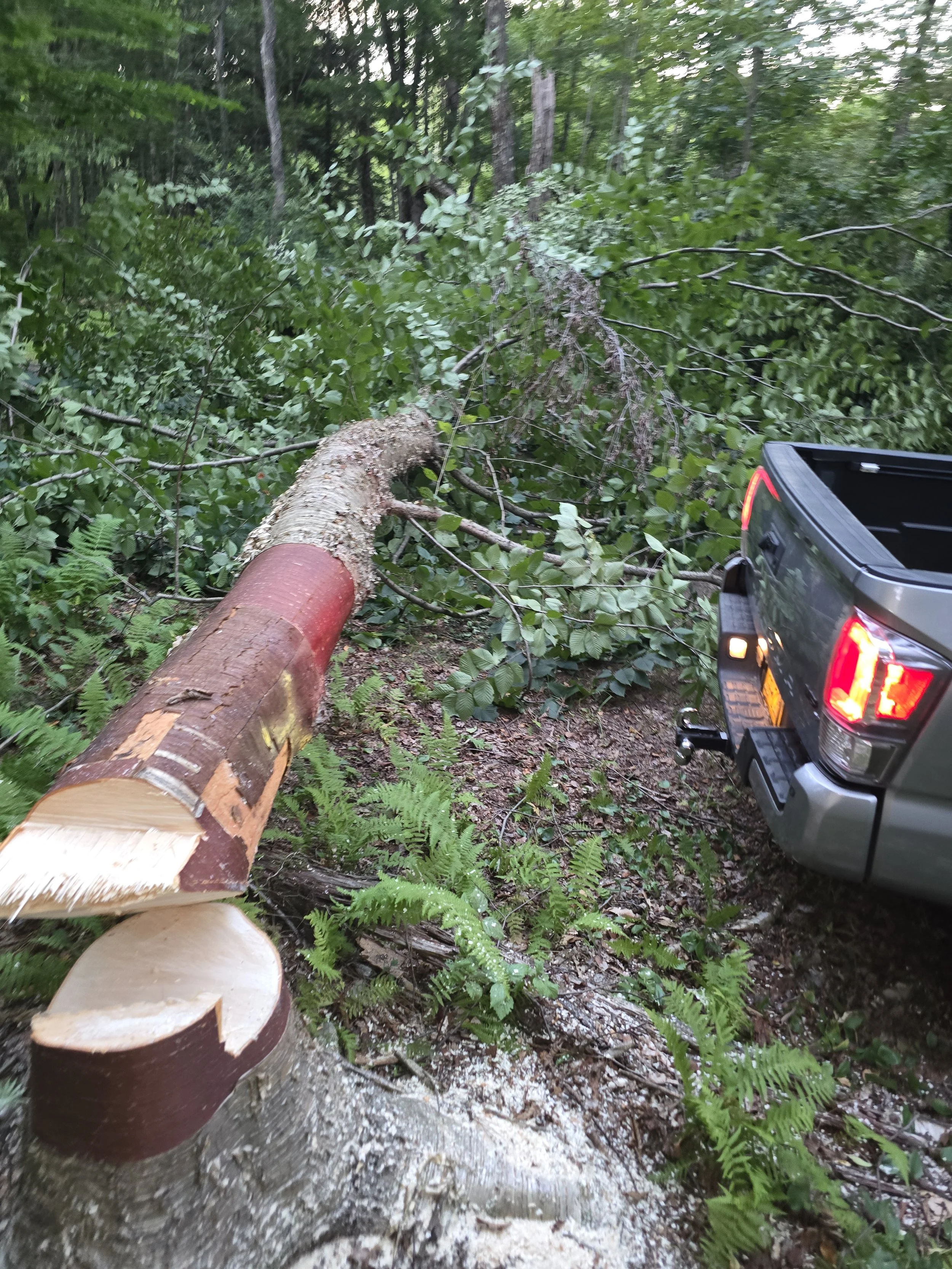 A giant birch tree that had to be cut down and removed.