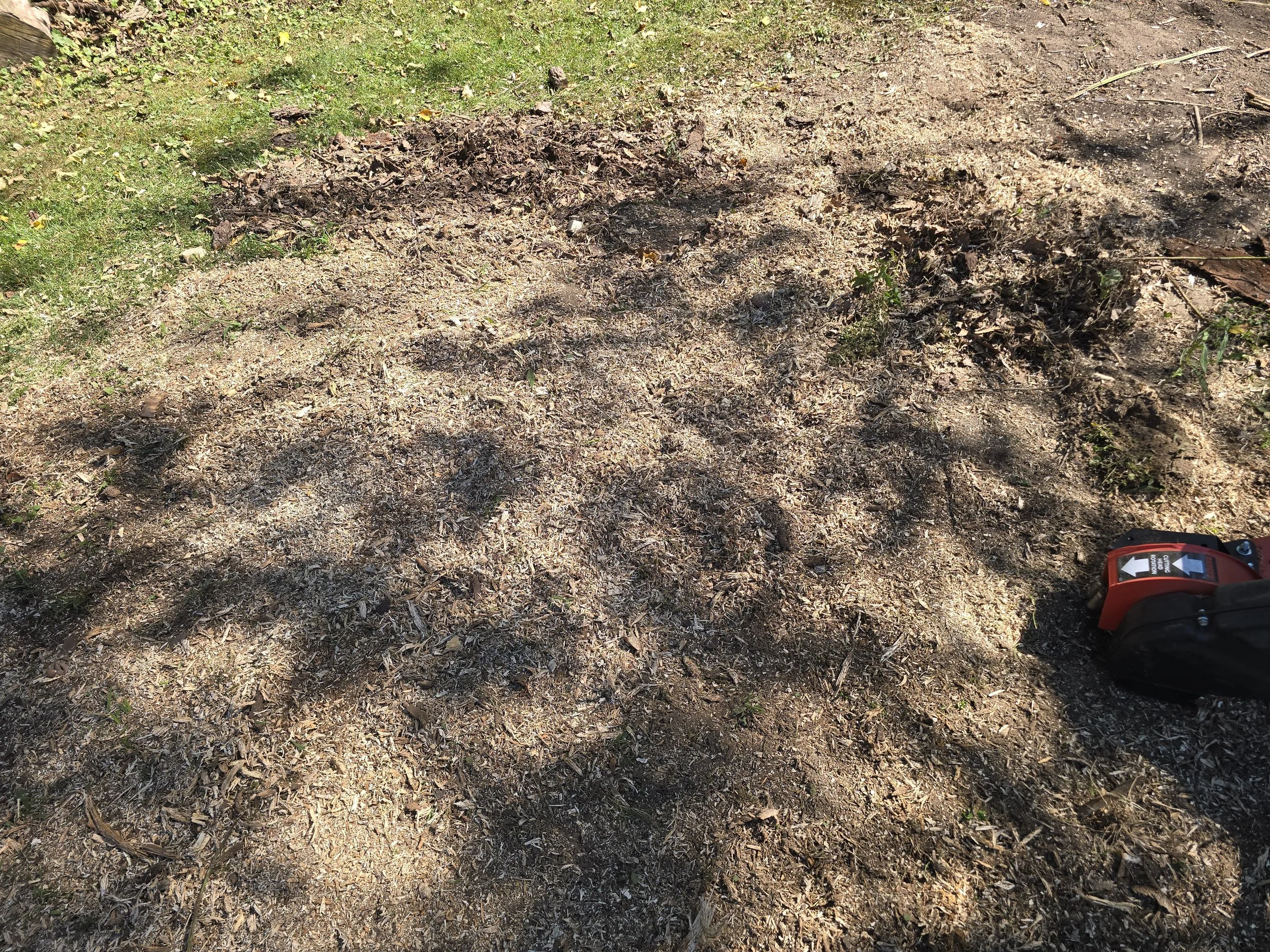 After: After the stump was obliterated