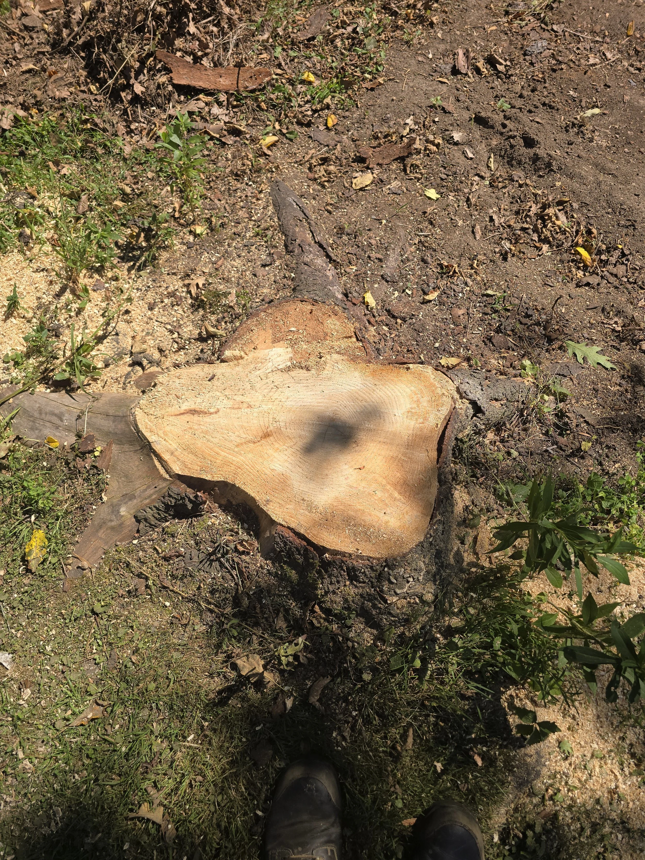 Before: Before the stump was obliterated