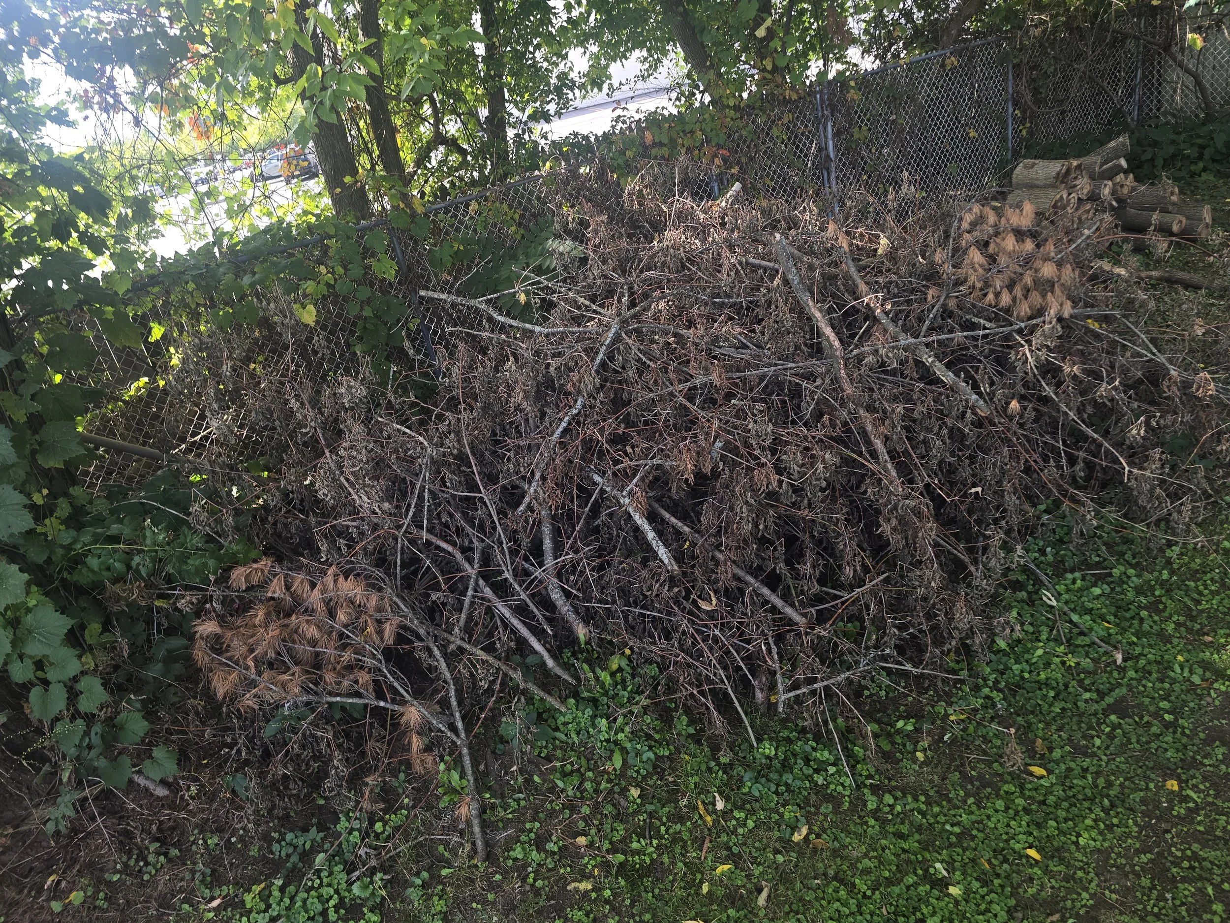 The canopy of a tree we fell.