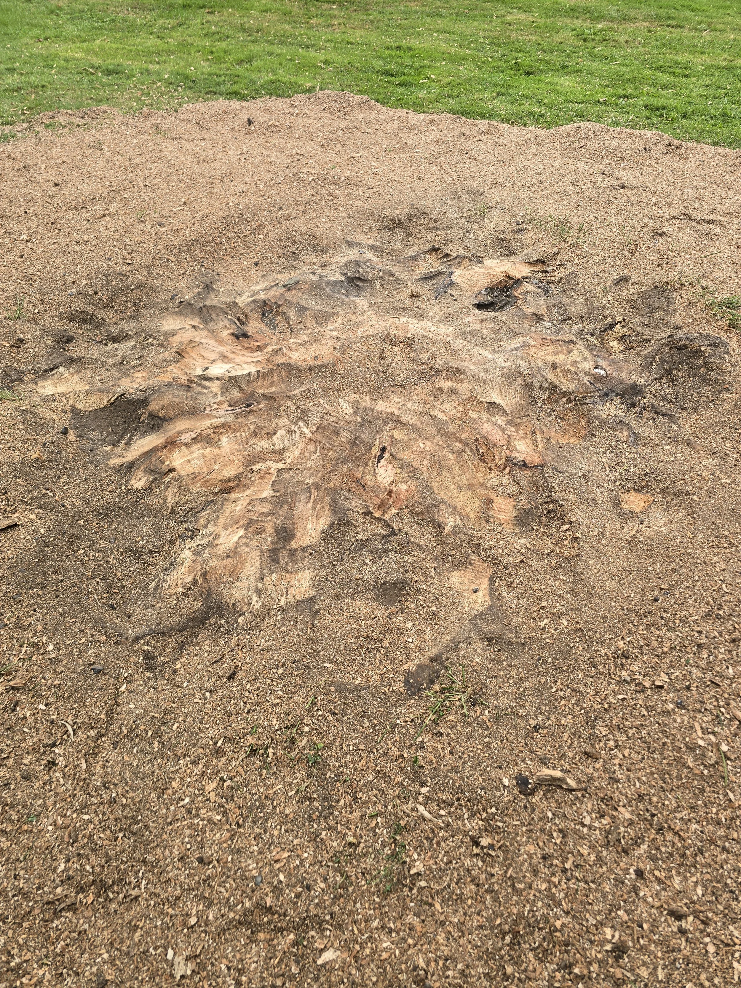 The stump was like an iceberg and got bigger and bigger as we ground further into the earth.