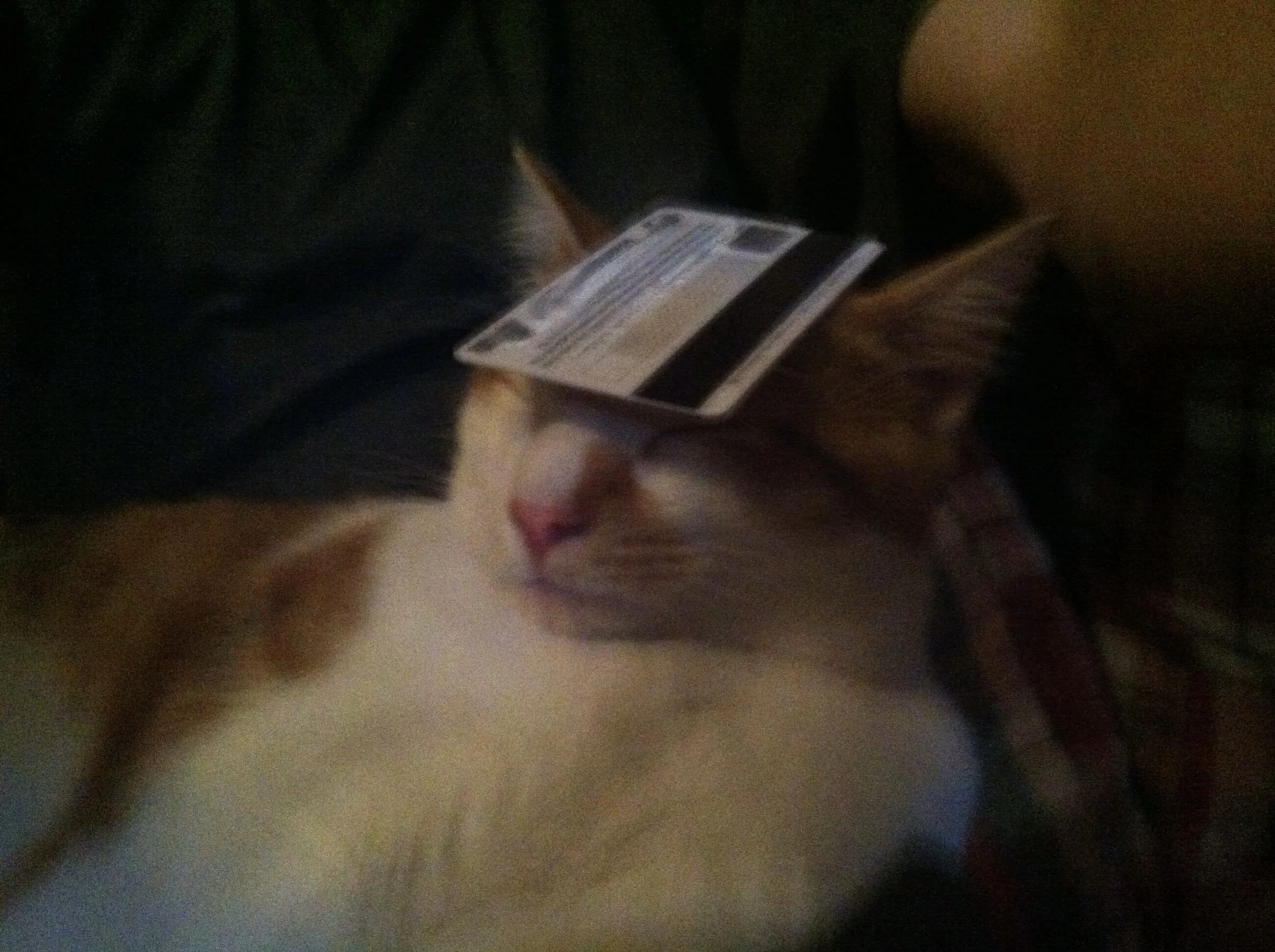 actual photo