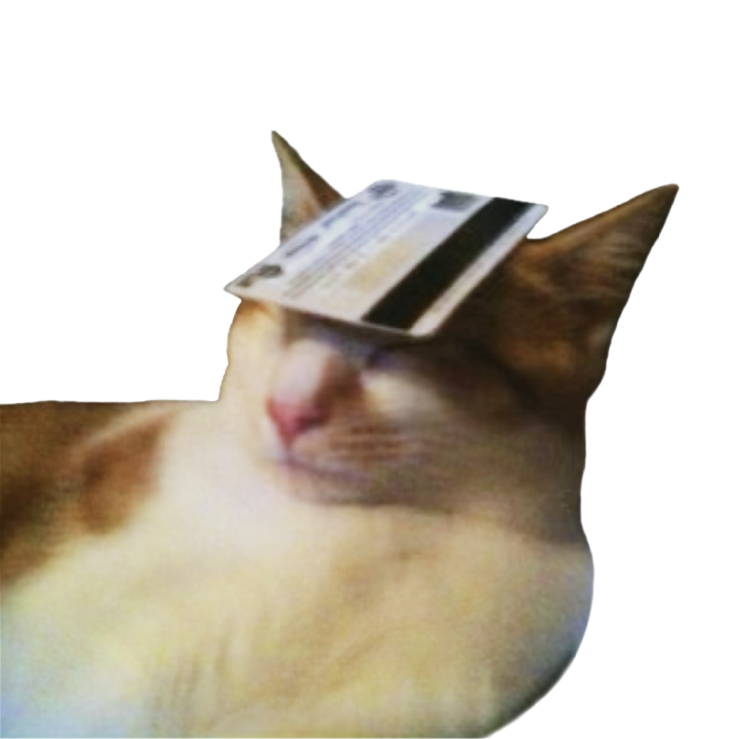 catwifnolimit