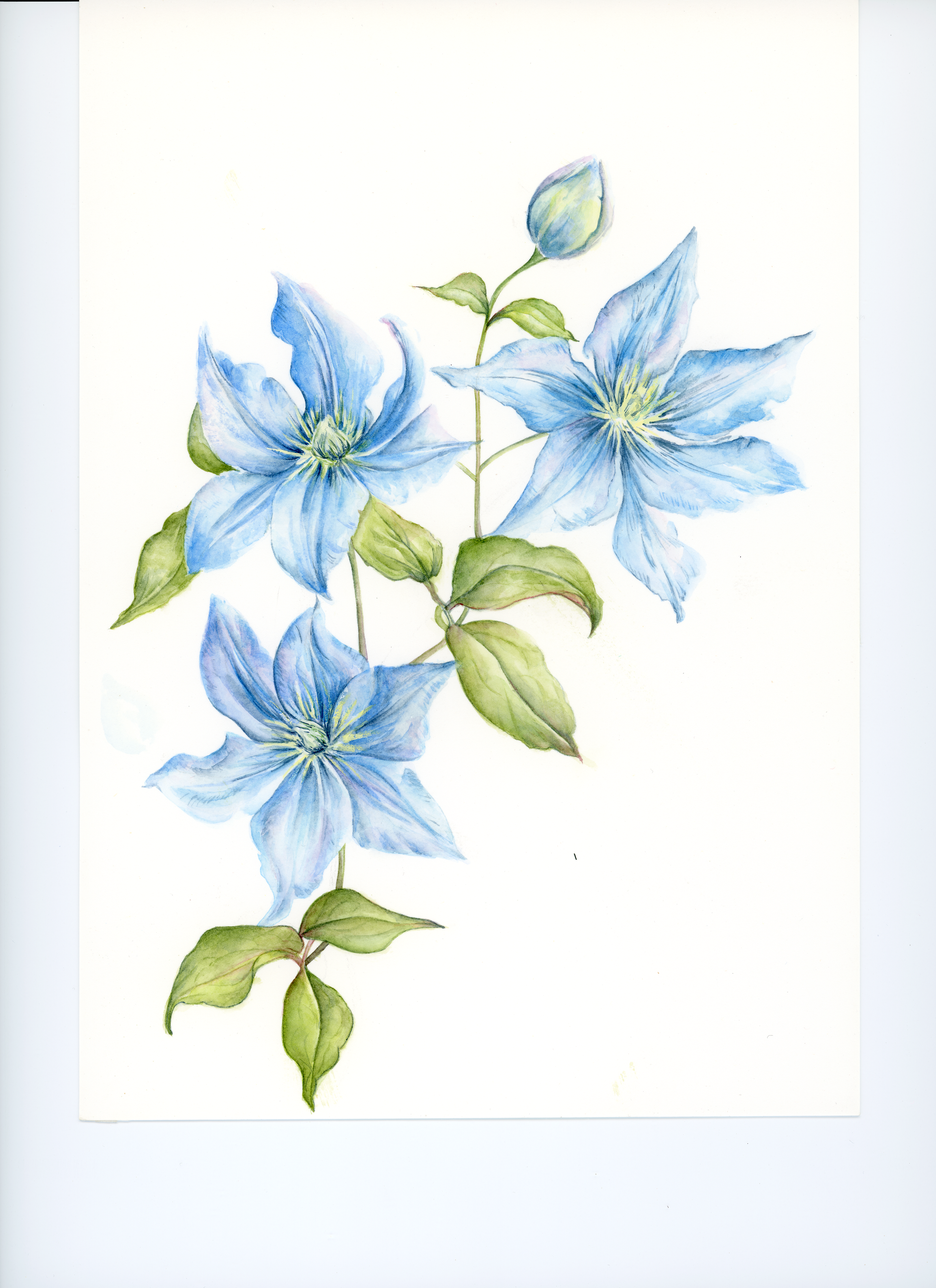 Hellebore