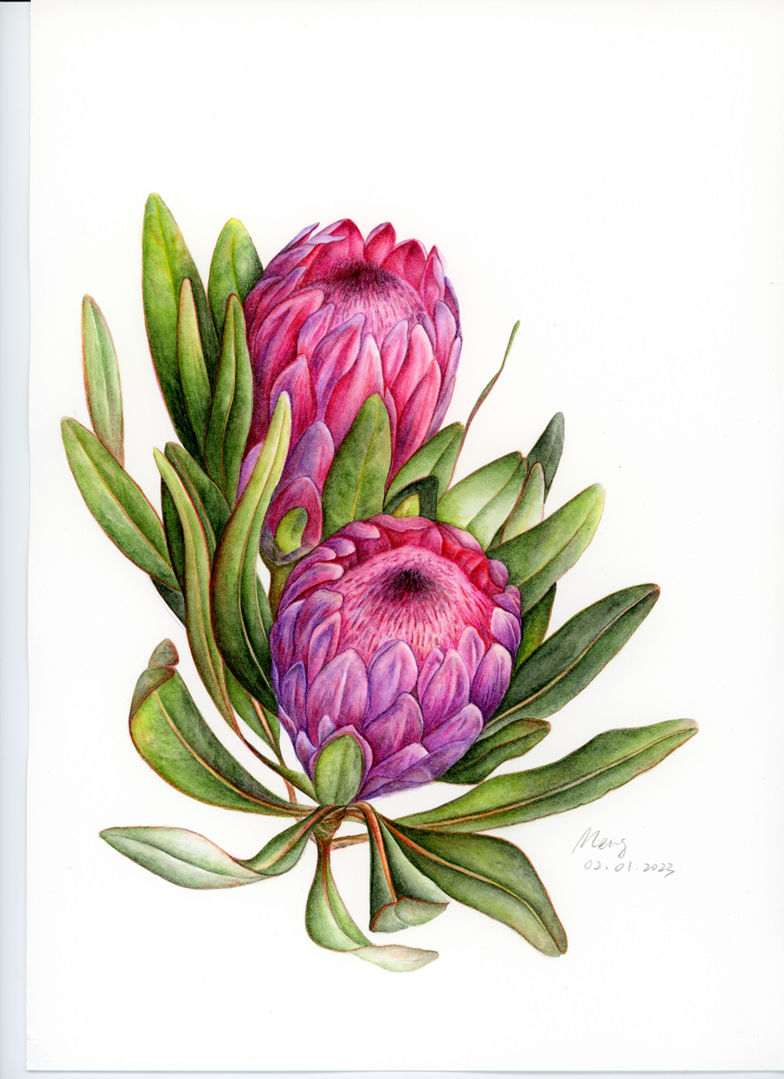 Protea Cynaroides