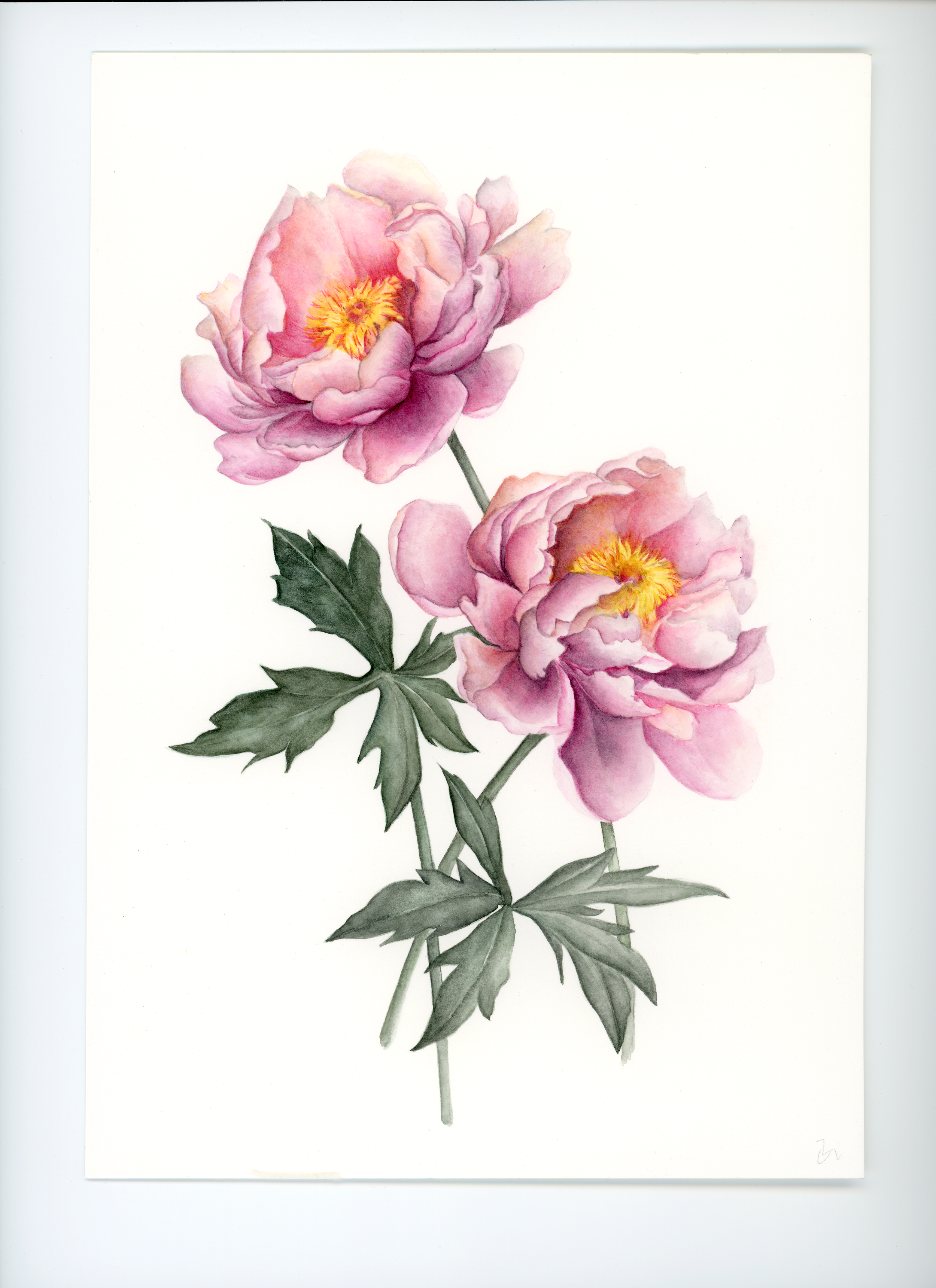 Peony