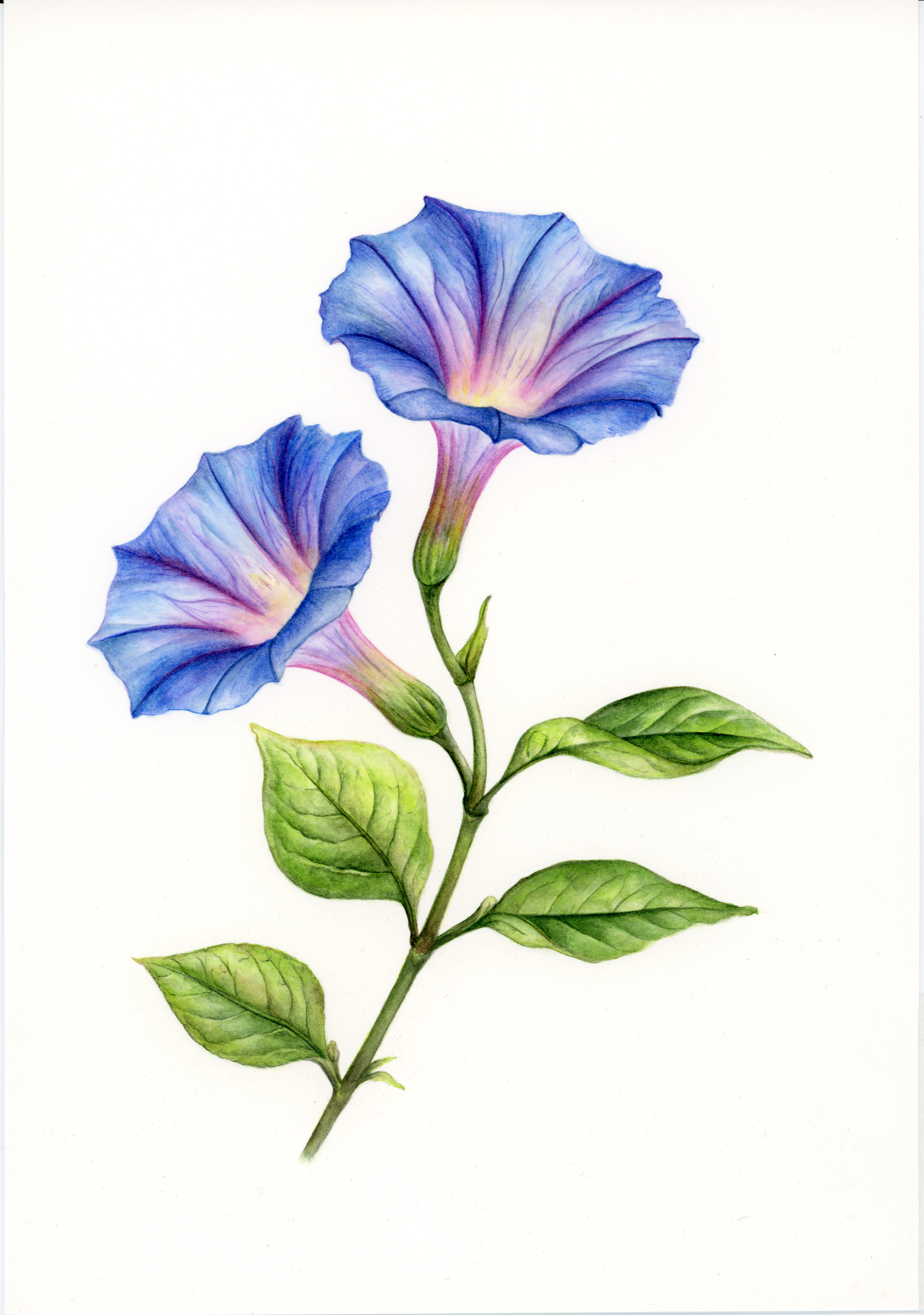 img102.png