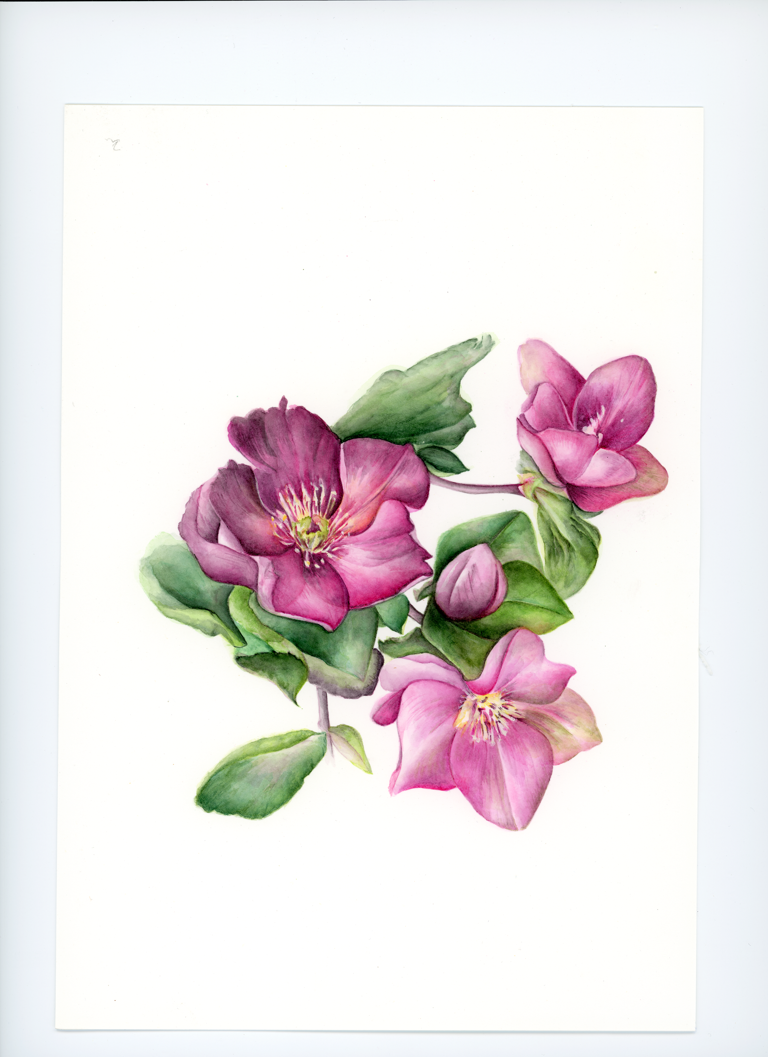 Hellebore