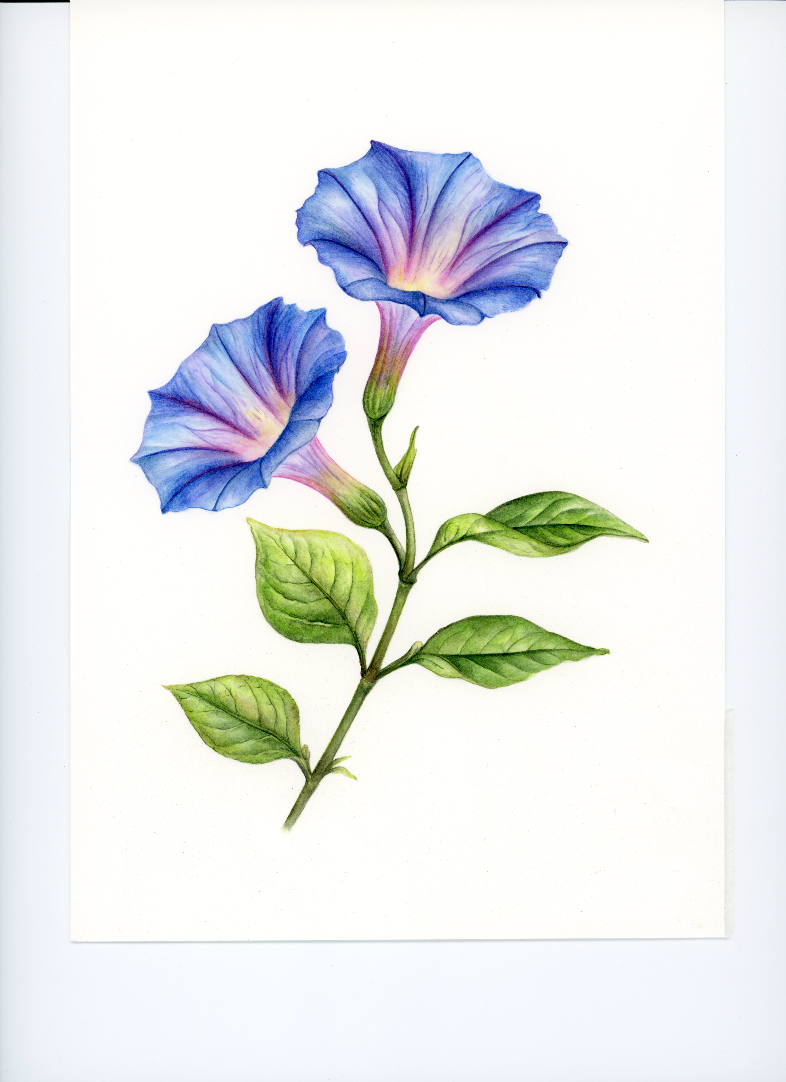 Morning Glory