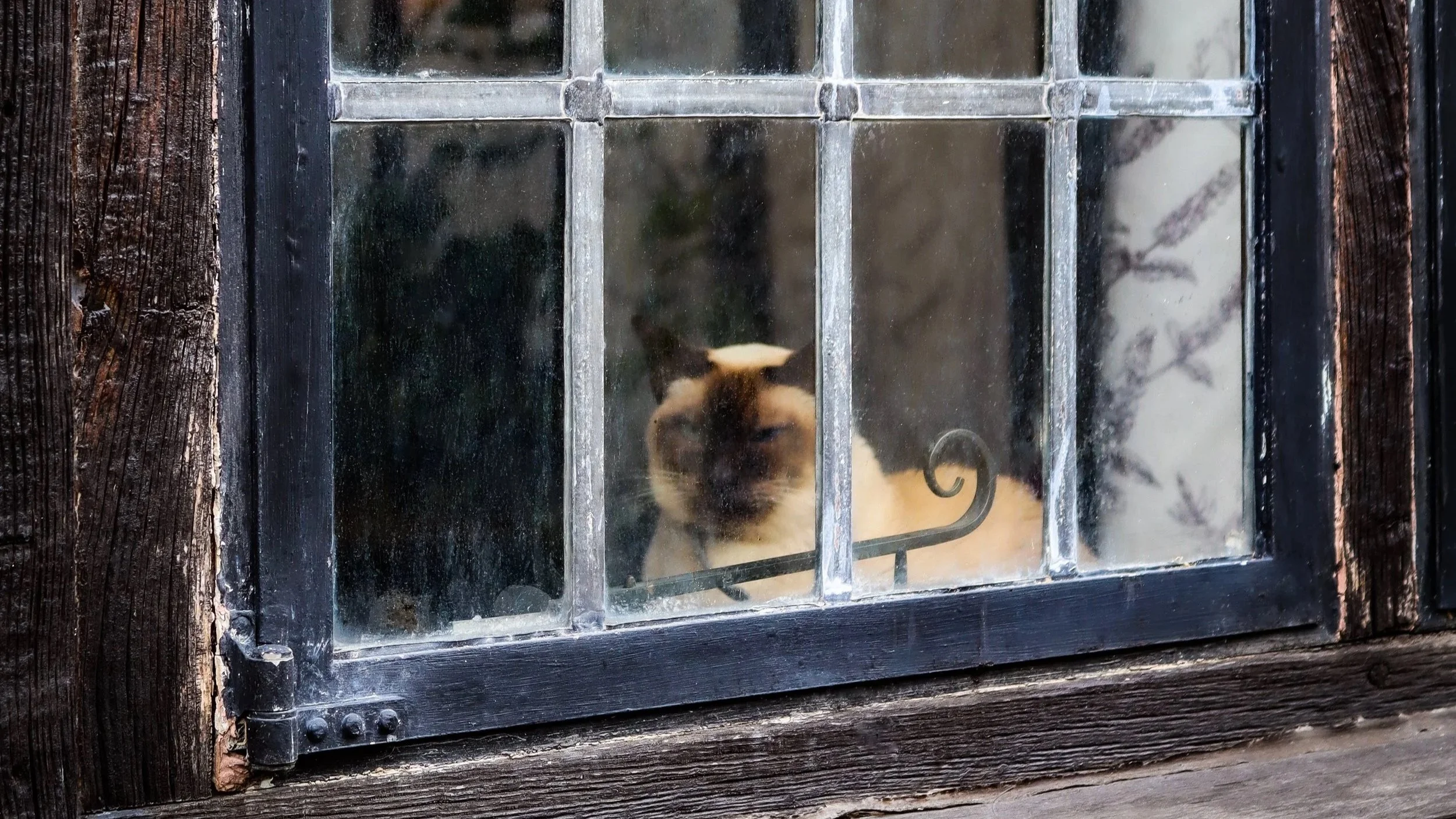 Cat in a window