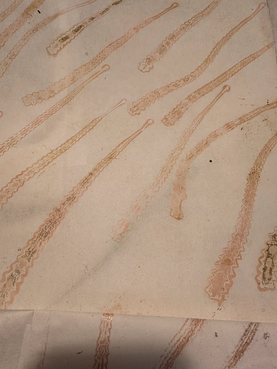 Close-up of printed banksia leaves.