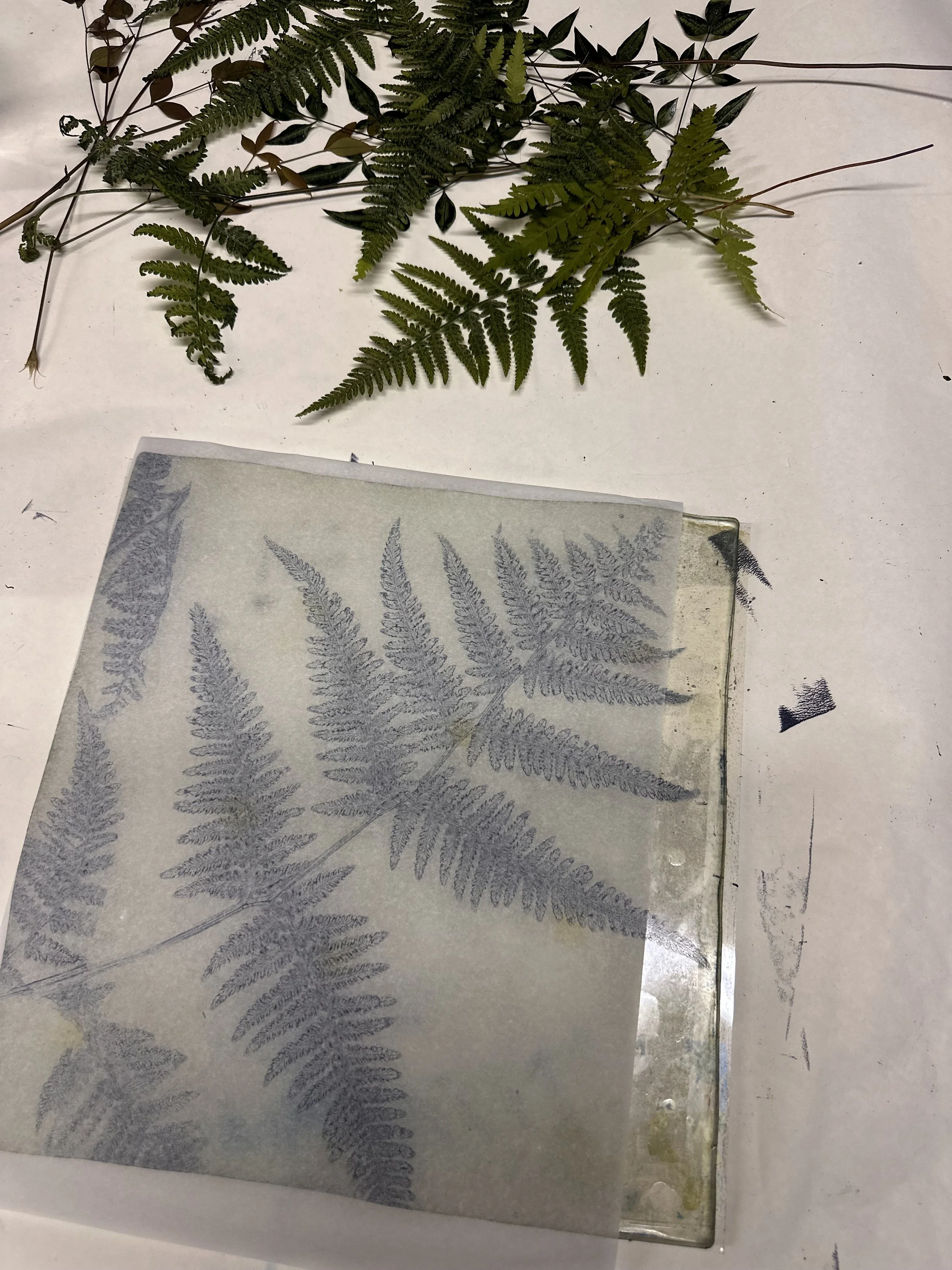 A collection of various fern leaves laid out on a white surface, with a transparent sheet displaying grayscale fern leaf patterns placed over some of the leaves.