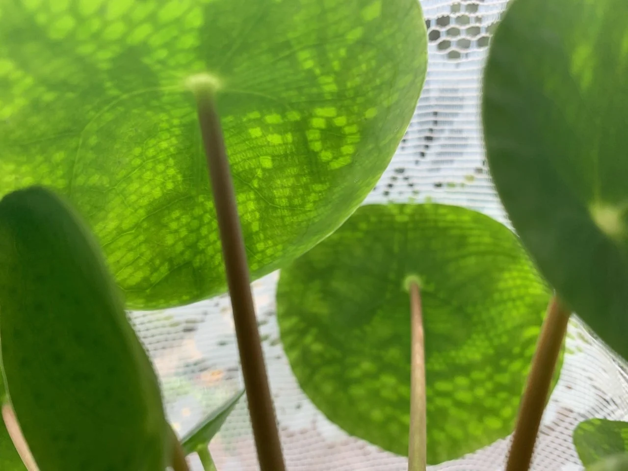 Close-up view of green leaves with a textured pattern, seen from underneath, with sunlight filtering through.