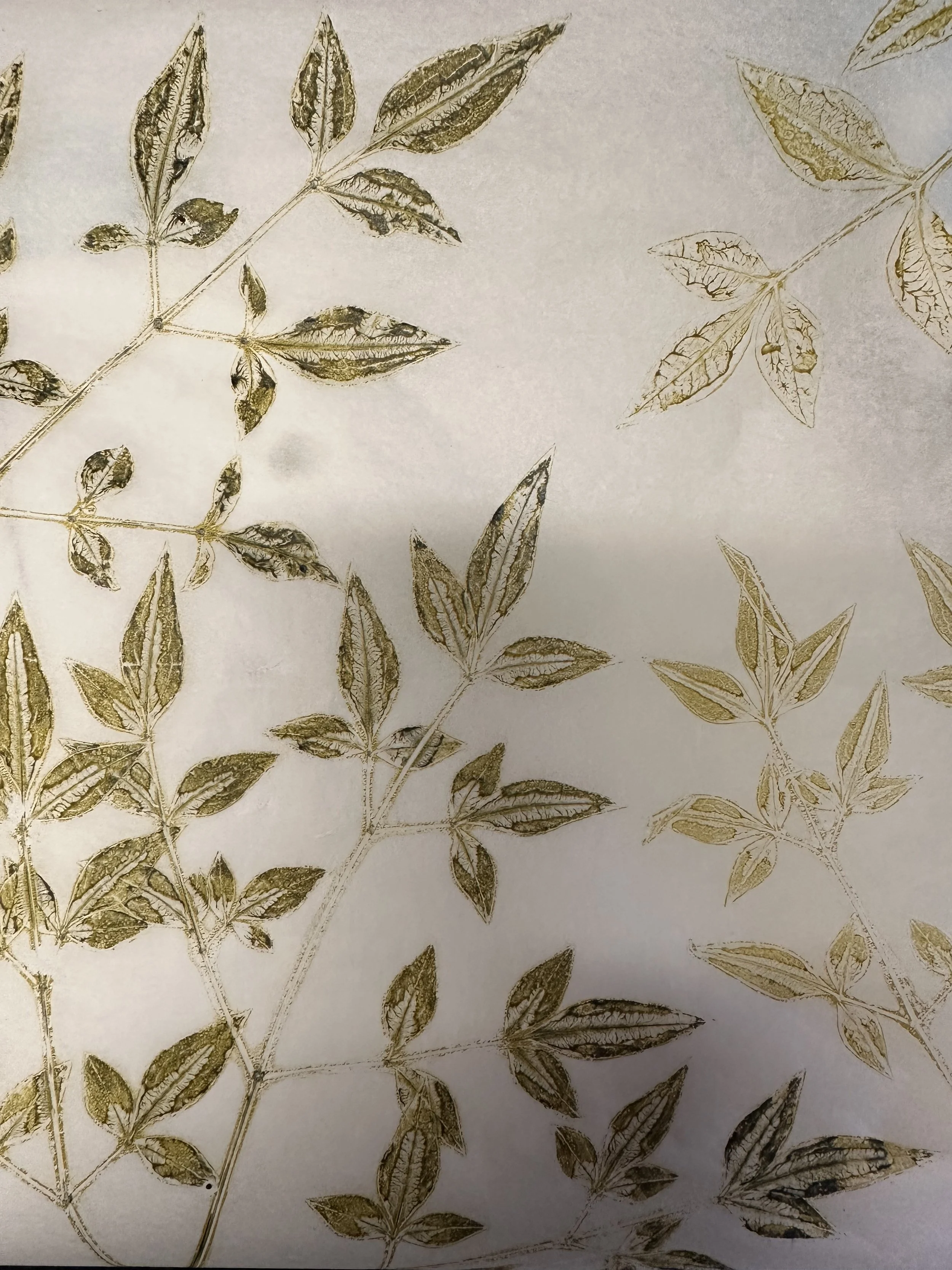 Photograph of pressed leaves with visible veins, arranged on a light background.