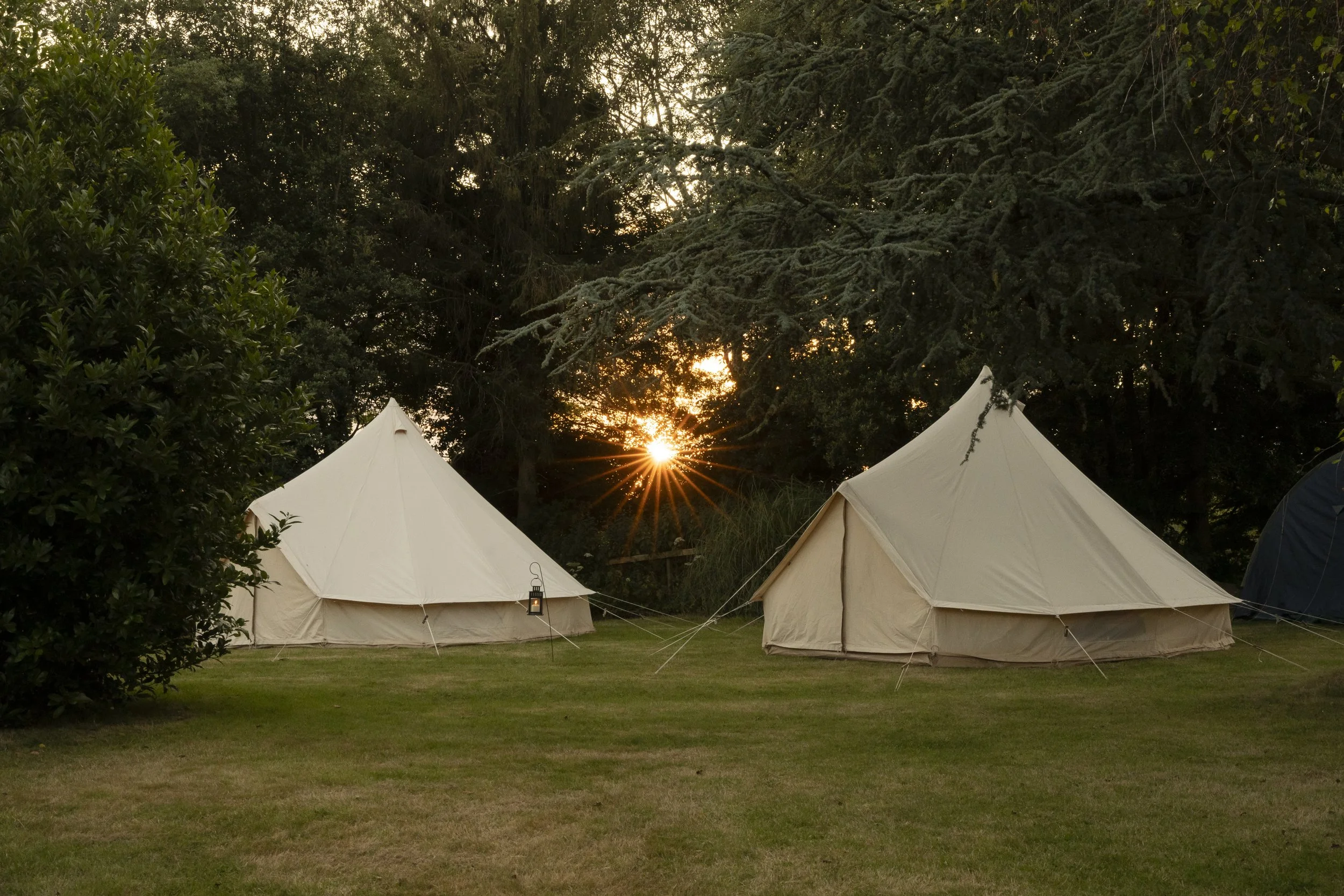 A group of white tents set up outdoors in a grassy area surrounded by trees during sunset.