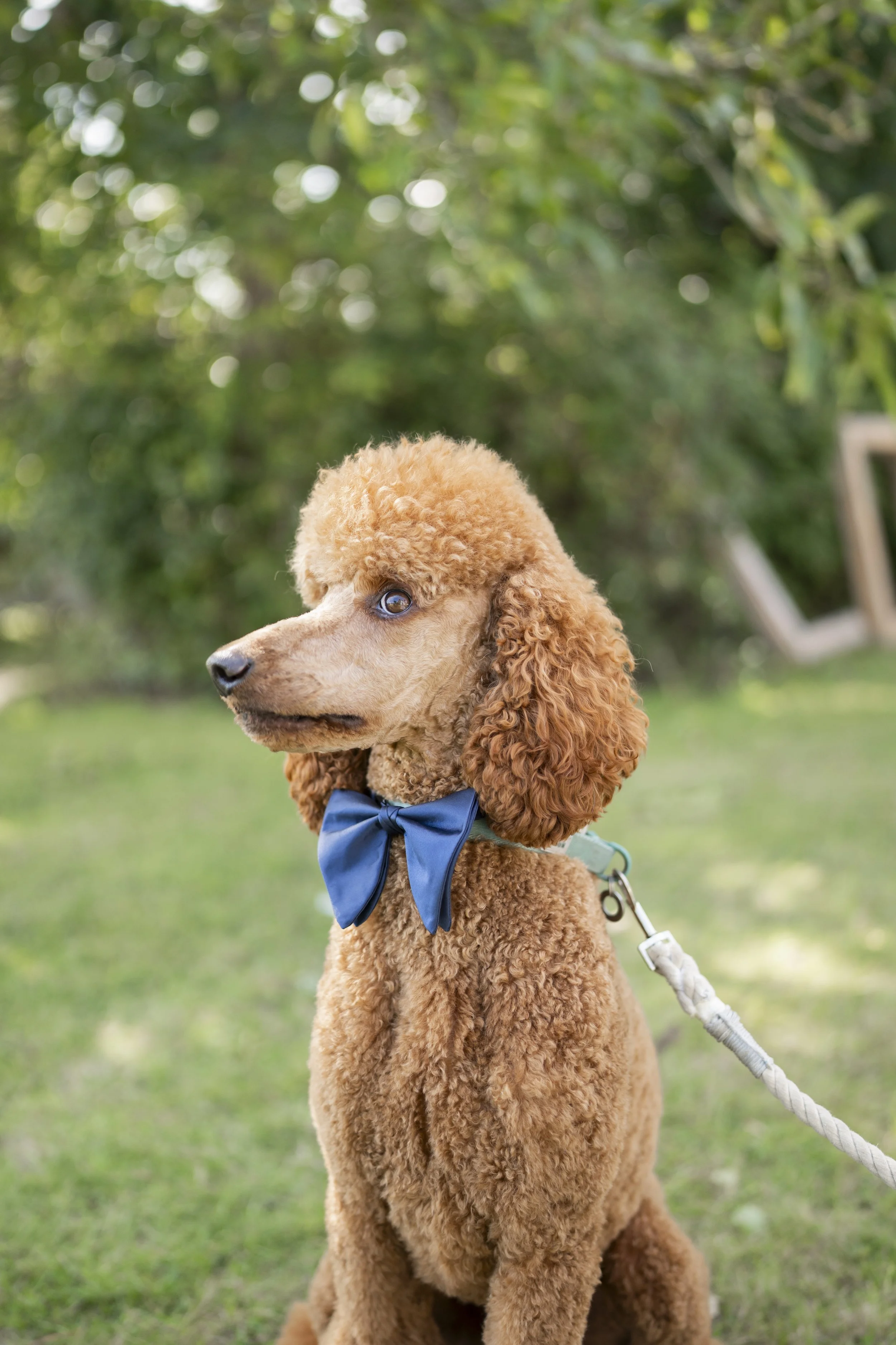 A poodle dog with curly, apricot-colored fur wearing a navy blue bowtie, sitting on green grass in a yard with a blurred background of trees and outdoor furniture.