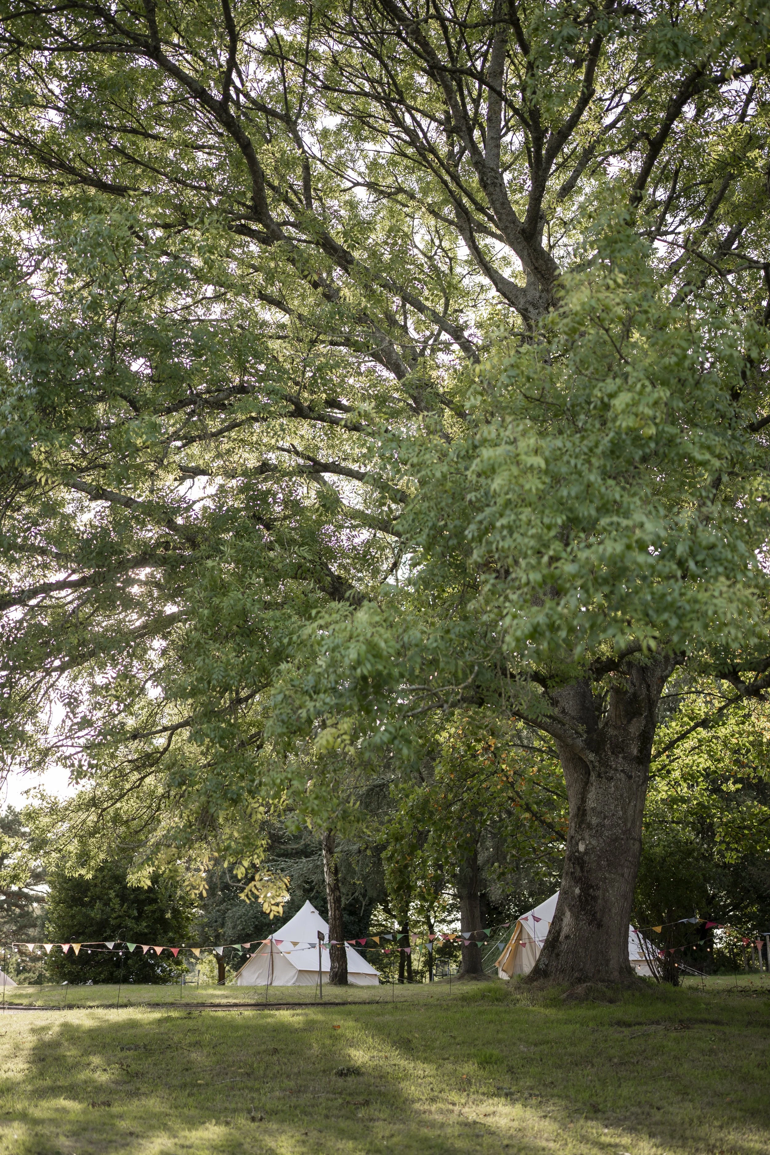 A large tree with thick branches and green leaves is in the center of the image. Below the tree, there are white tents and colorful bunting flags strung across the open grassy area, suggesting an outdoor event or festival.