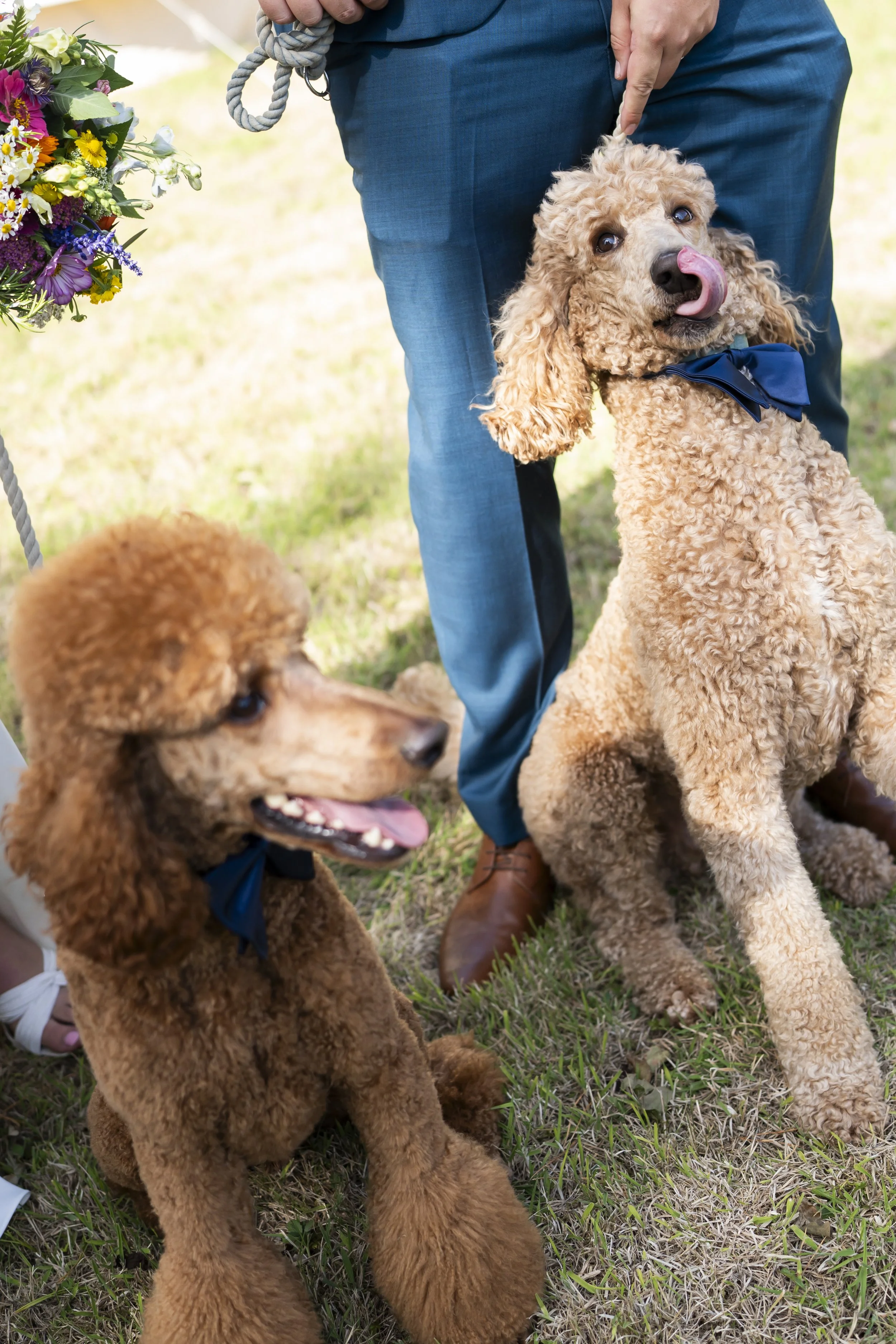 Two apricot-colored poodles wearing blue bow ties sitting on grass, with one licking its nose and a person standing behind them pointing at one of the dogs, holding a gray leash, next to a colorful flower arrangement.