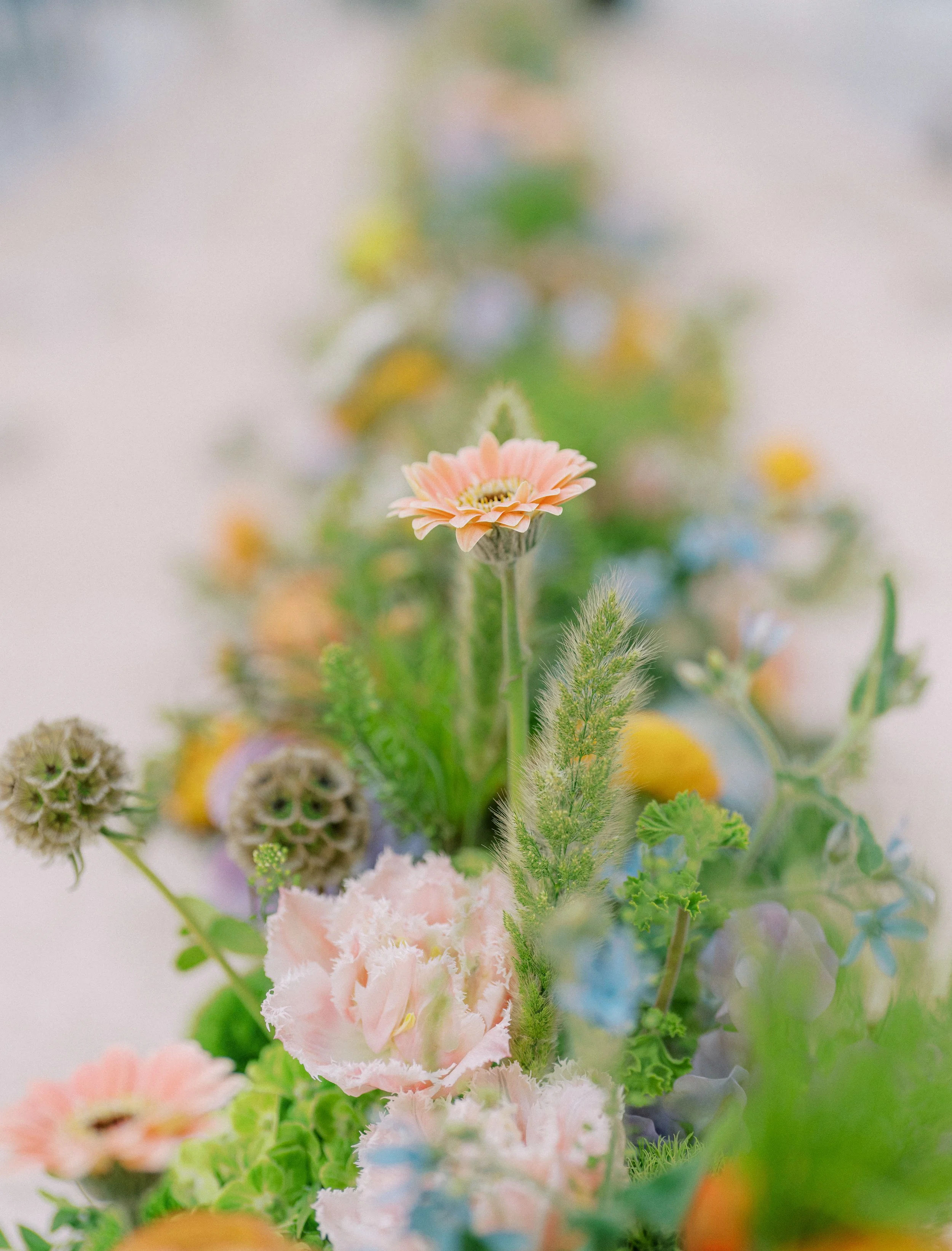 Close-up of a delicate pink flower with ruffled petals, surrounded by green foliage and other blurred flowers.