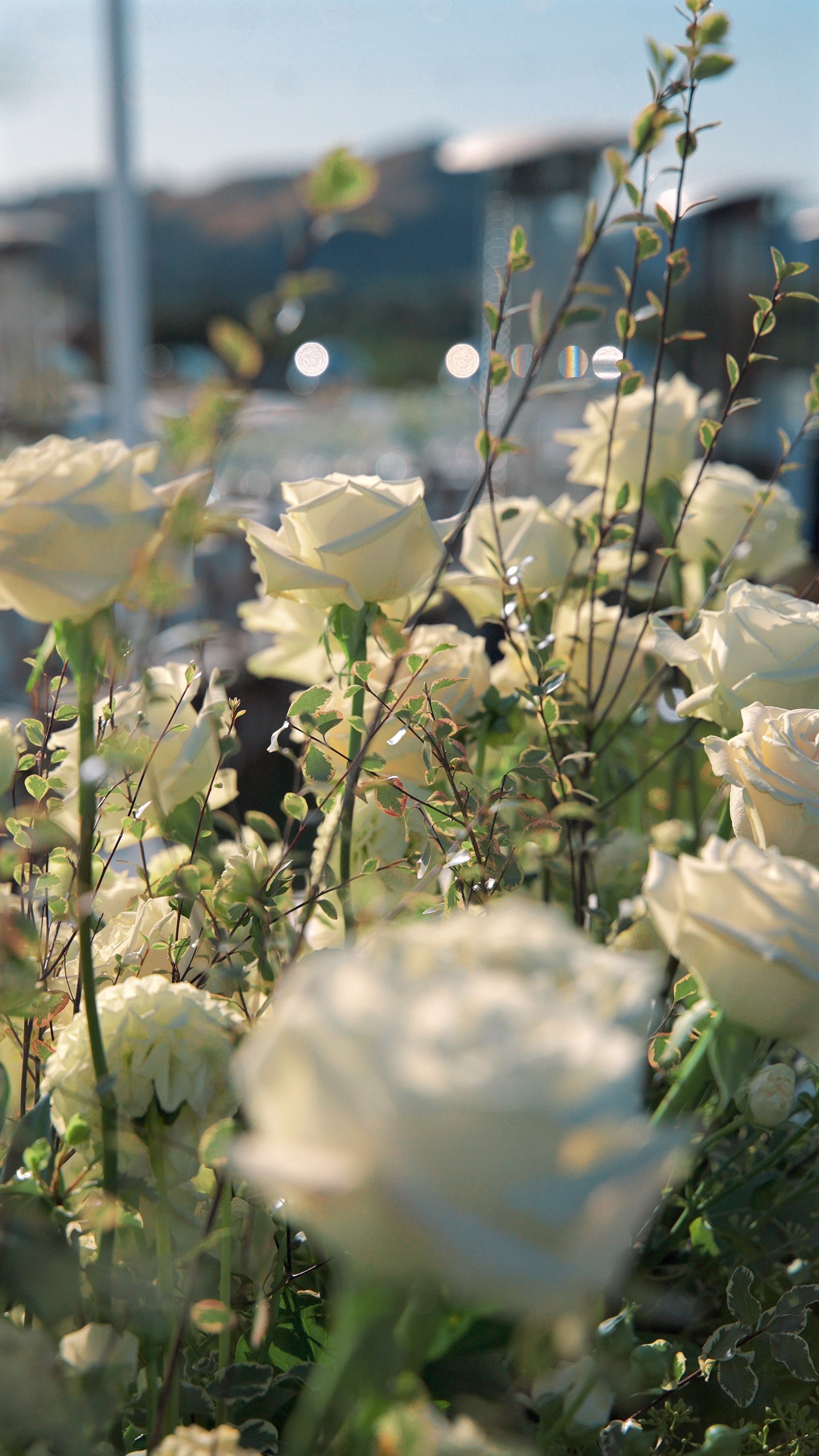 Close-up of cream-colored roses and green foliage with a blurred urban background and sunlight shining through.