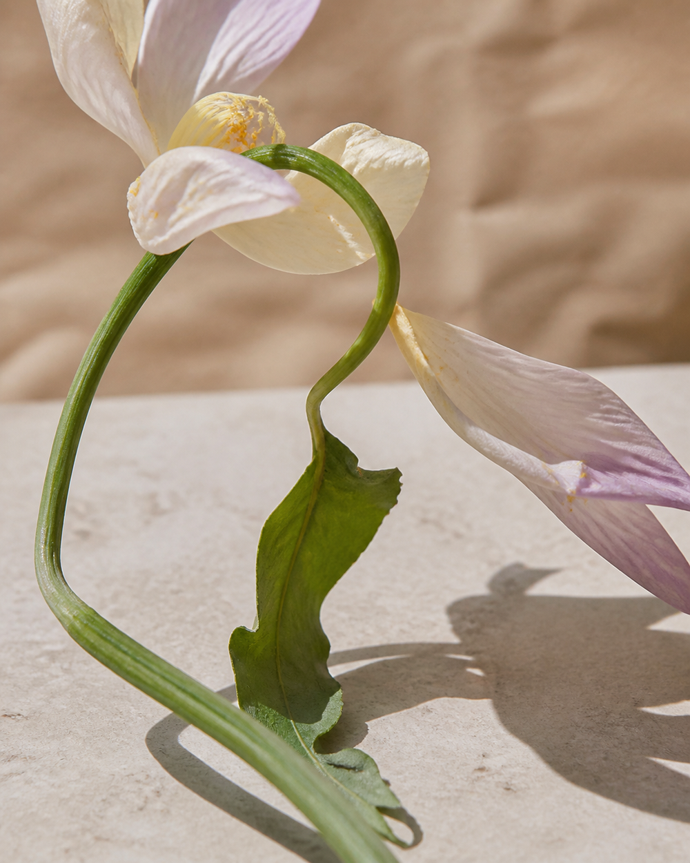 A single pale bloom in sunlight