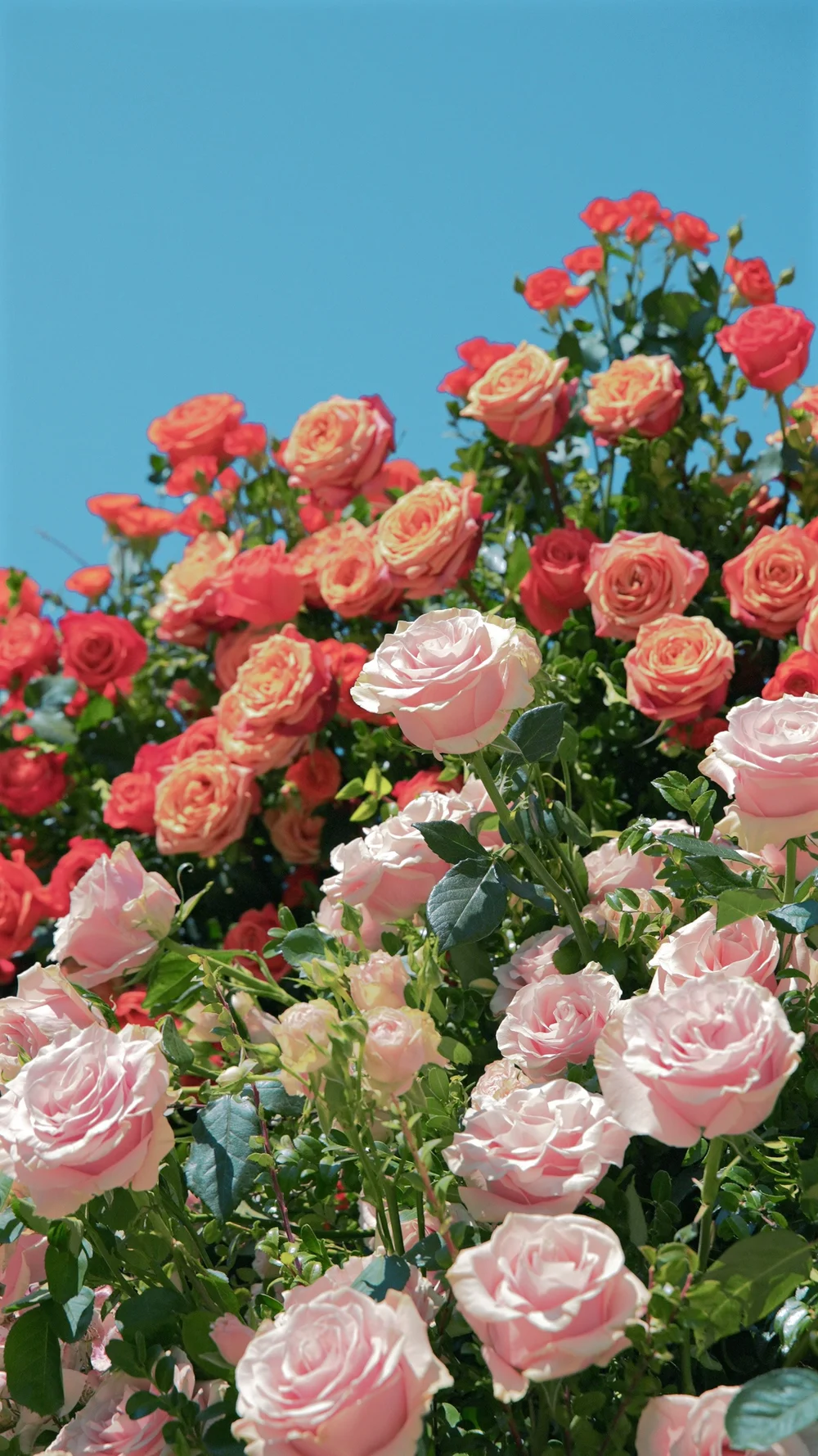 Ceremony backdrop of garden roses