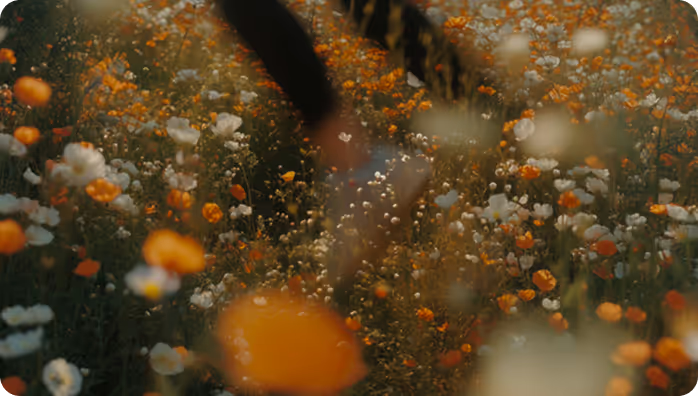 A person walking through a vibrant flower field with white and orange blossoms during daylight.