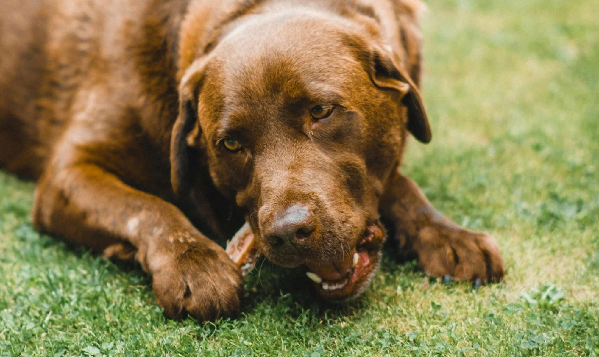 A brown dog with green eyes lying on grass, chewing on a bone.