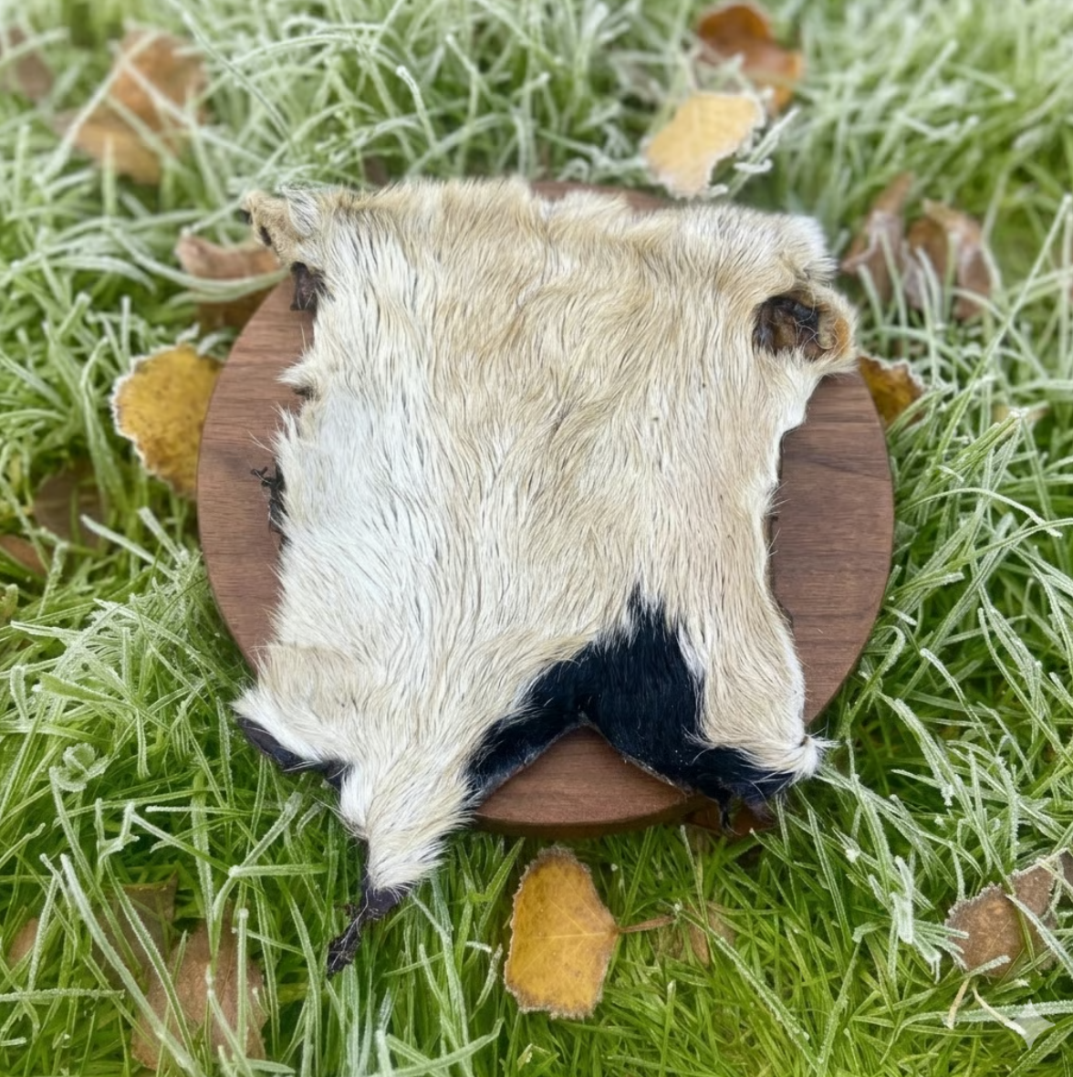 Hairy Beef Bark
