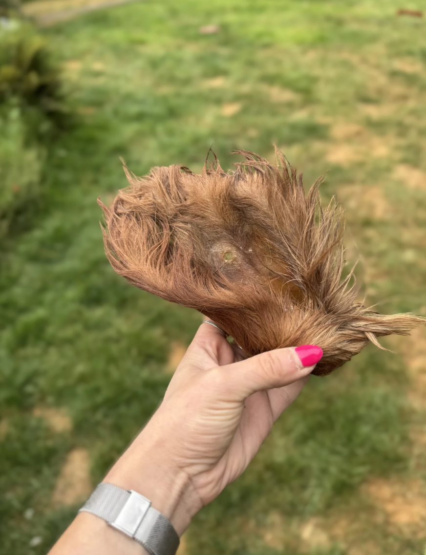 Hairy Cow Ear