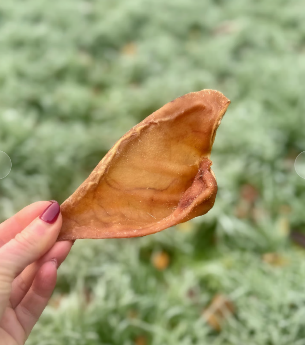 Pigs Ear