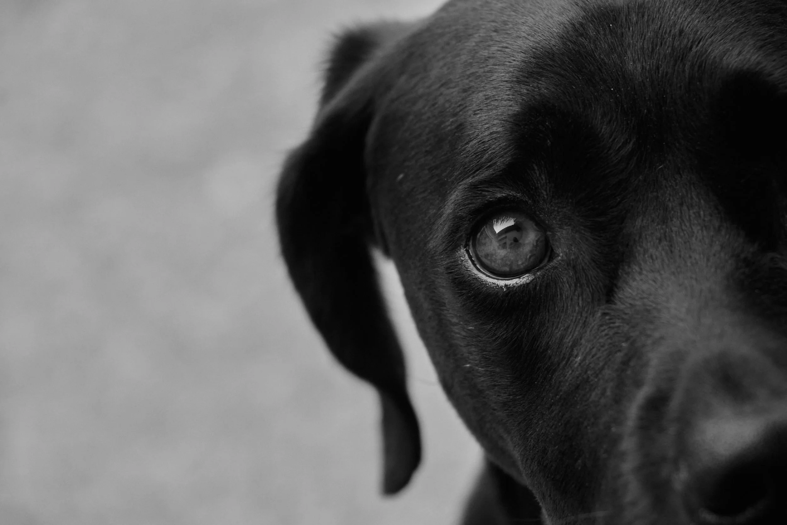 Close-up of a black dog's eye and part of its face, in black and white.