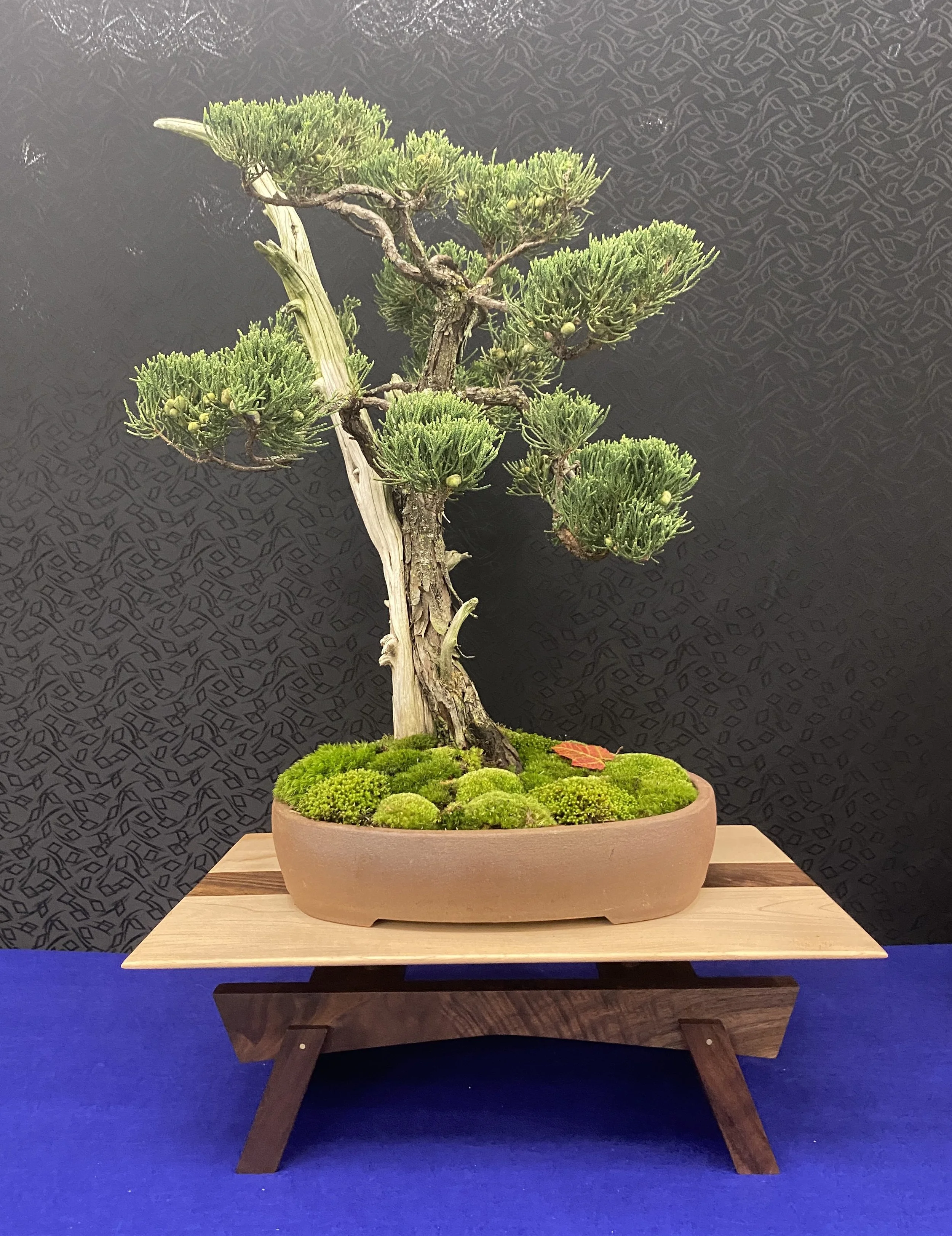 A bonsai tree on a display stand built by Timothy Kuhlmann for the New Jersey Bonsai Societies 2026 exhibition